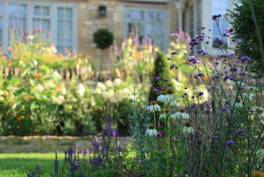 close up of wildflowers in meadow style borders in purples, oranges and whites
