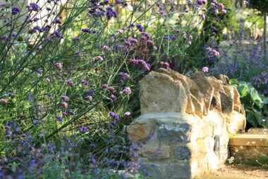 purple verbena growing next to stone wall and other meadow flowers