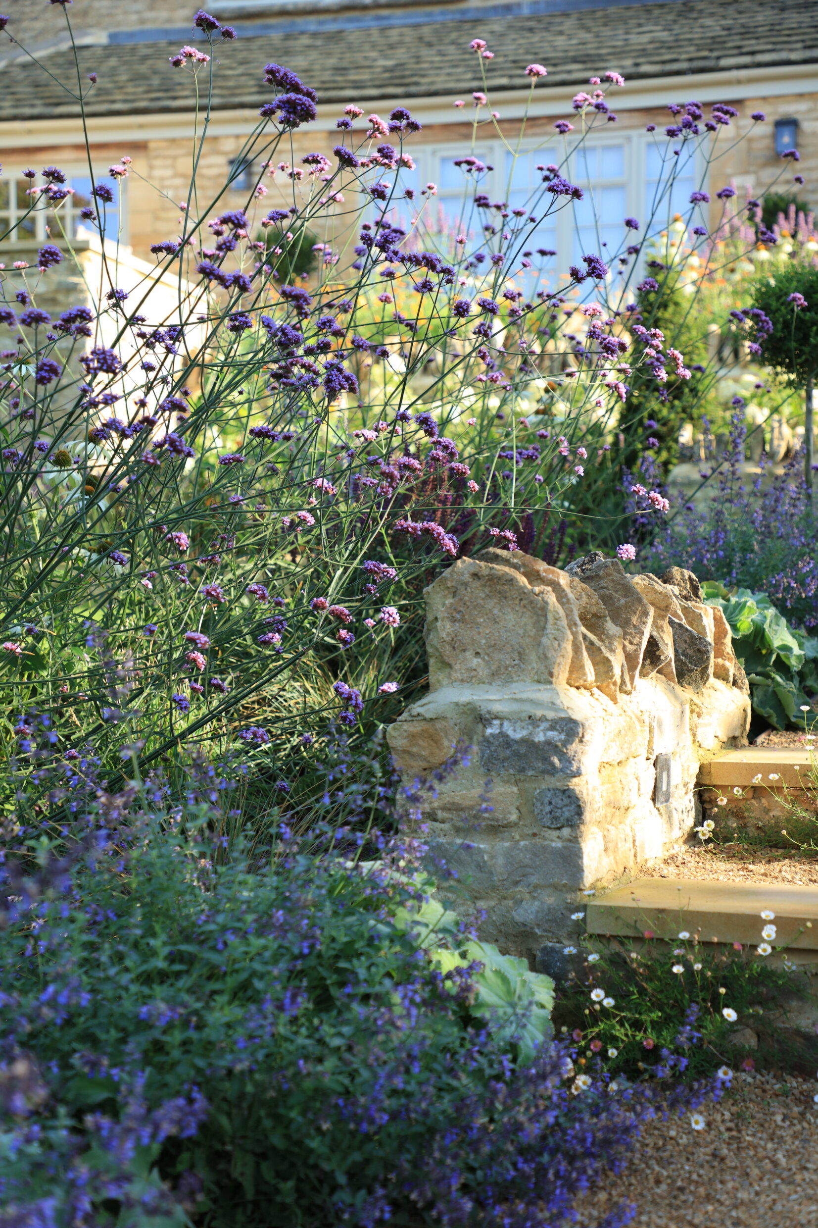 purple verbena growing next to stone wall and other meadow flowers