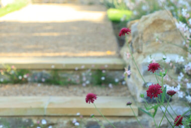 Red scabious growing wild by garden steps