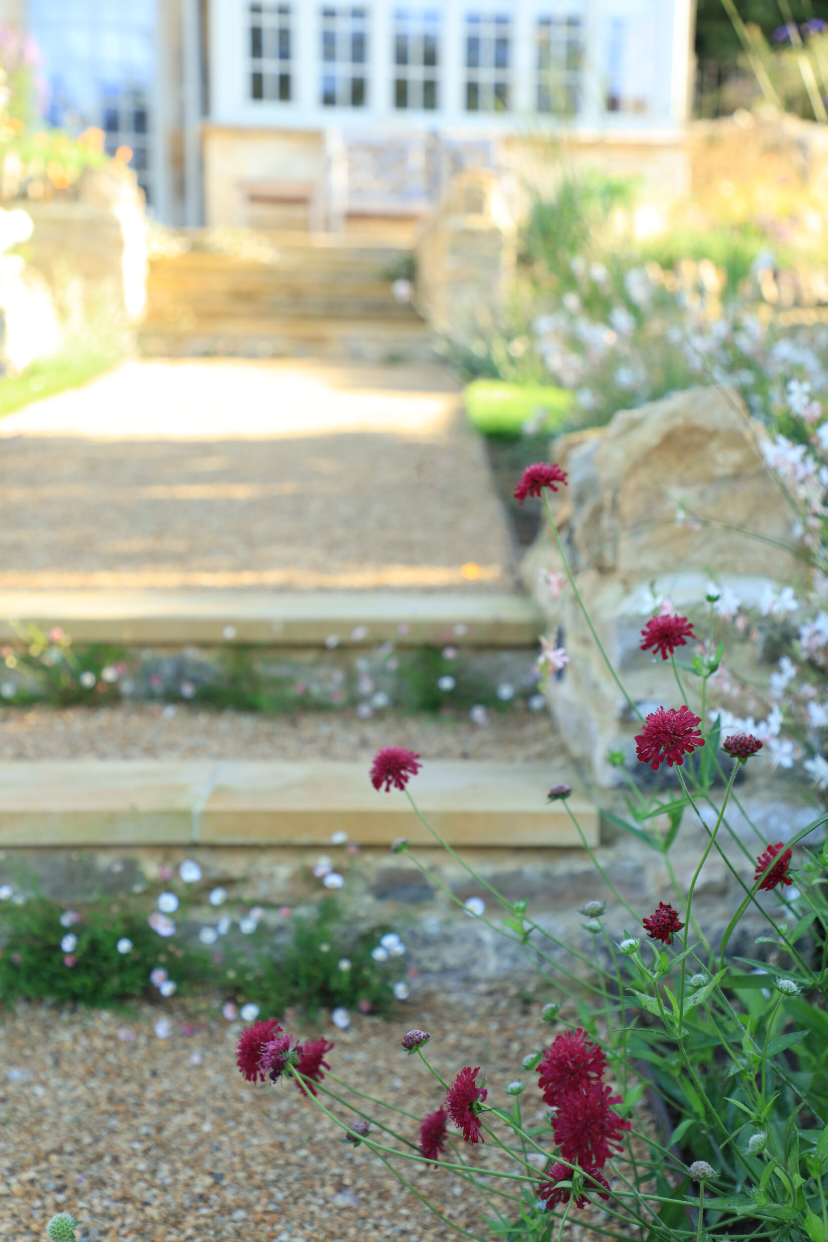 Red scabious growing wild by garden steps