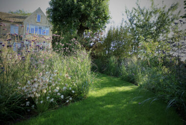 wild flowers growing in patches on green grass lawn