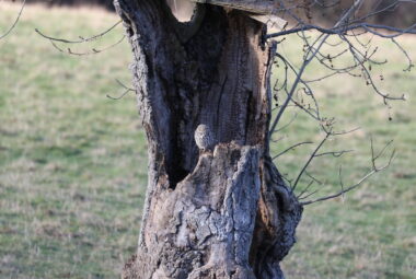 bird box in a tree