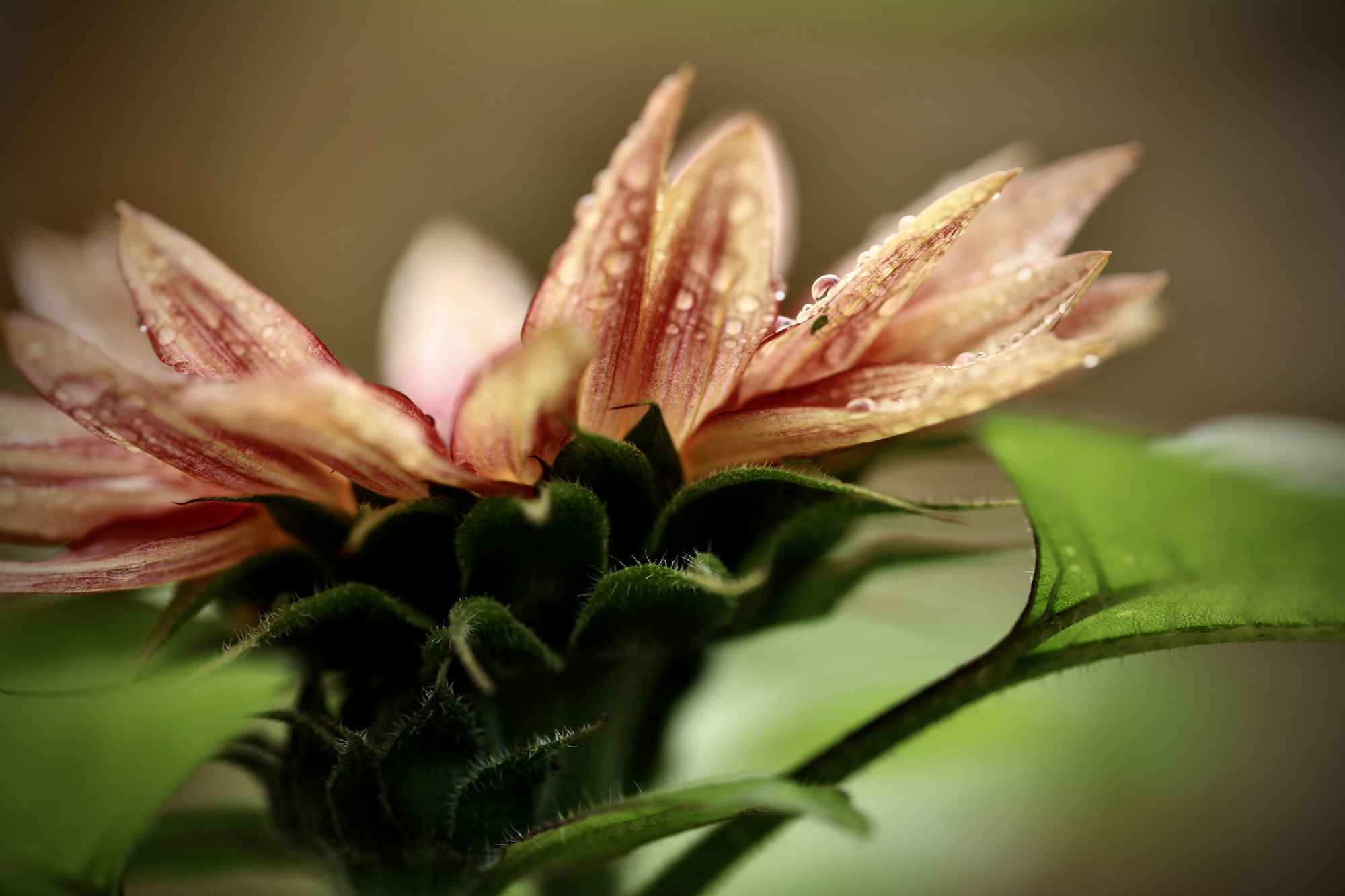 Close up of autumnal sunflower with water droplets