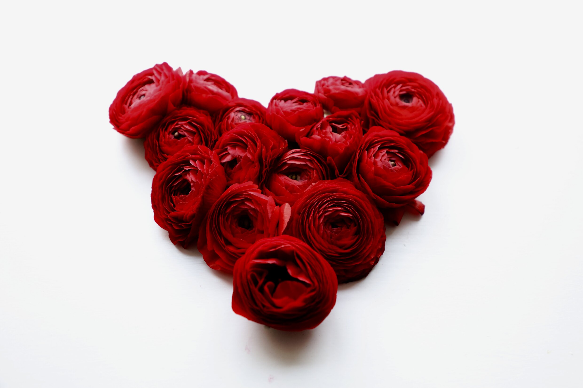 Red heart made up of ranunculus flowers on Valentines day