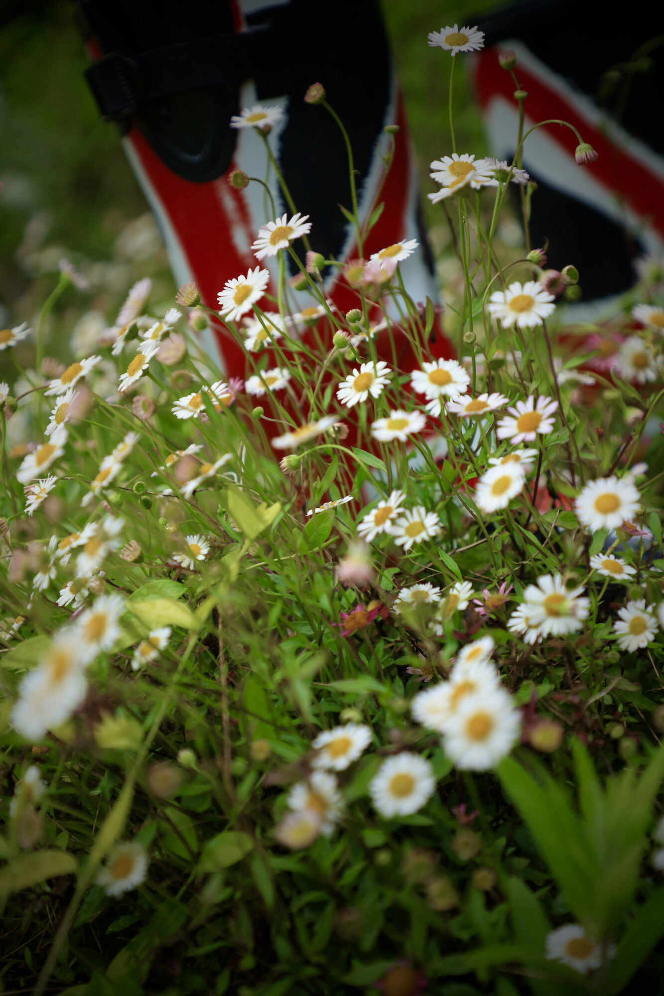 English wellie boots among meadow