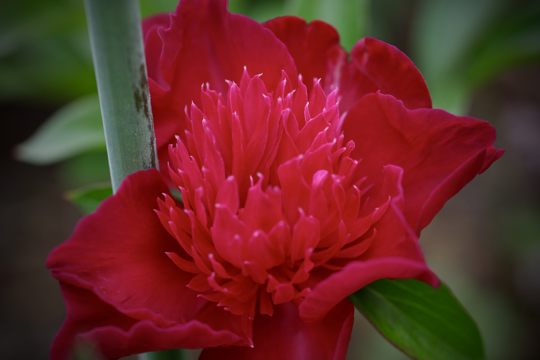 Red peony for the queens jubilee 2022