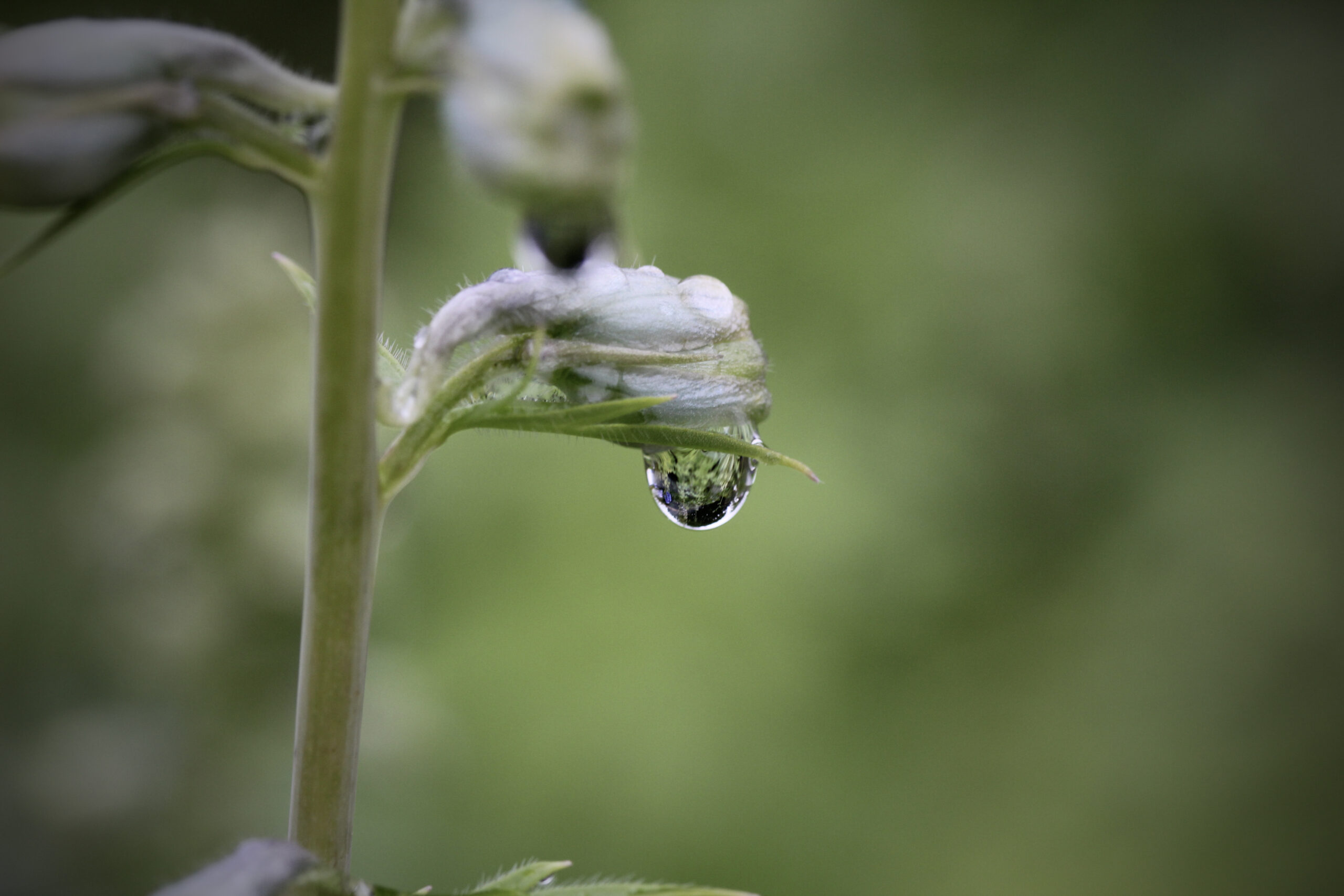Water droplets on delphinium plant