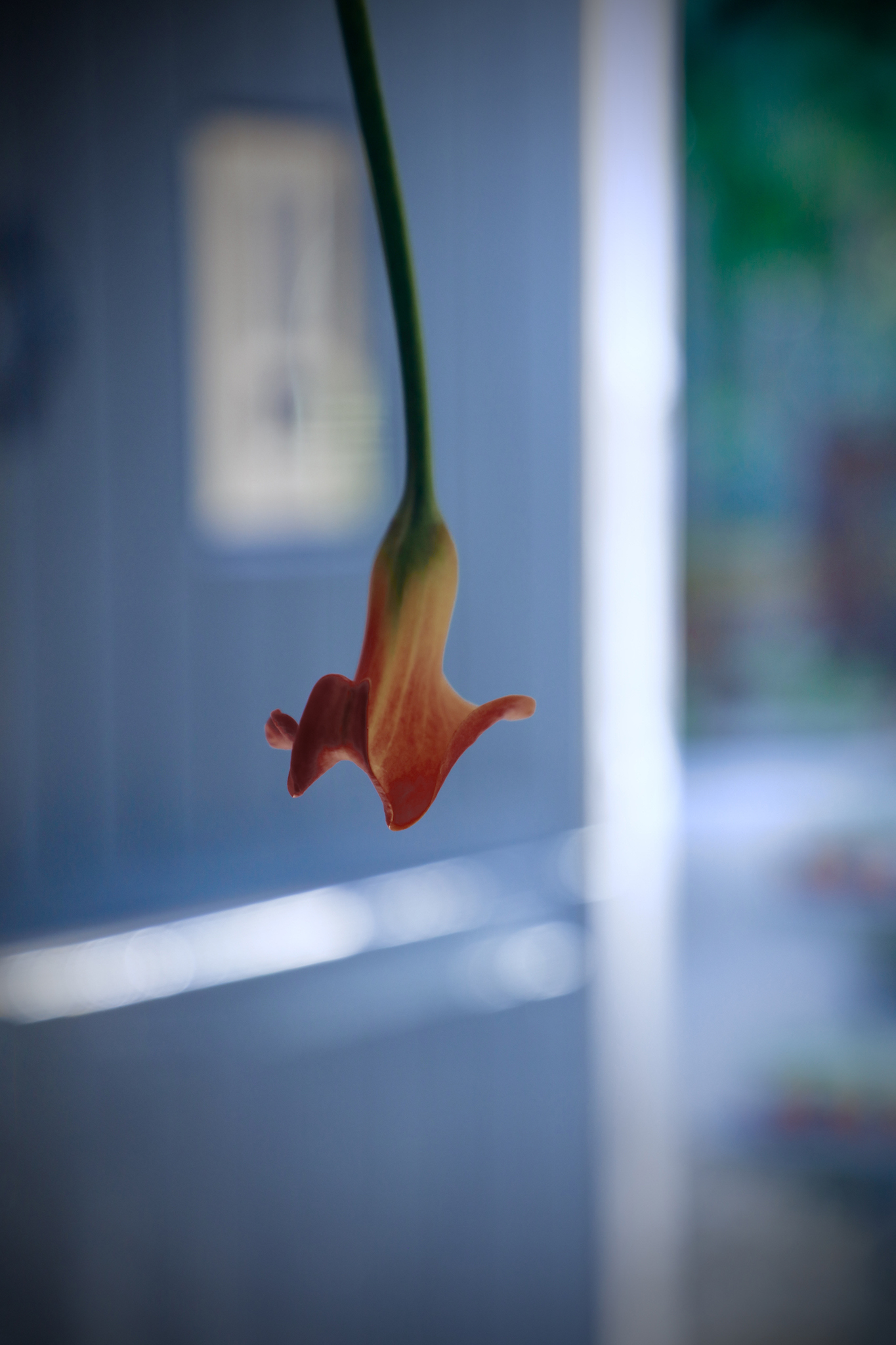 calla lily at hendy curzon design barn floral installation