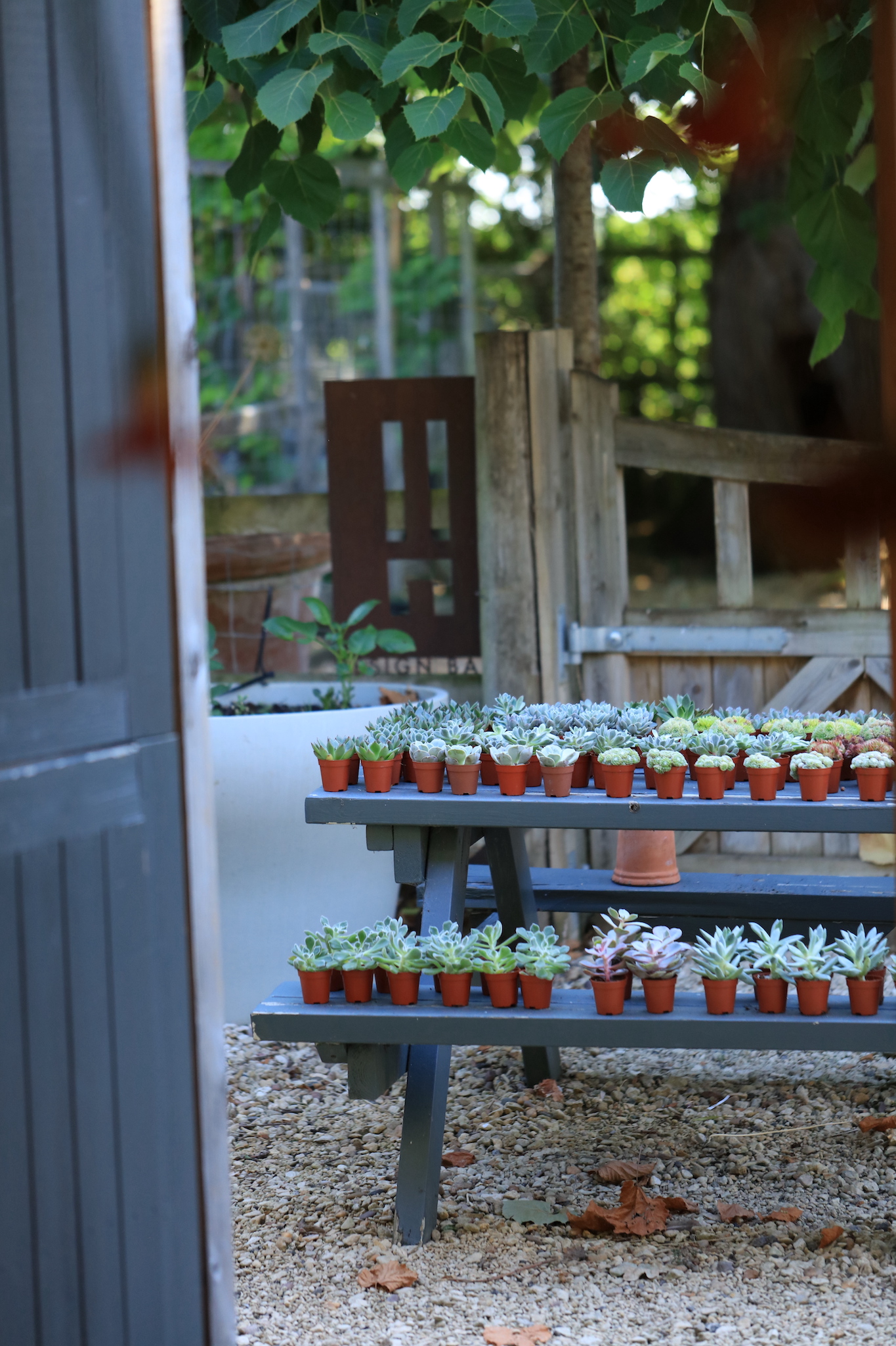 Picnic bench filled with succulents ready for the living wall