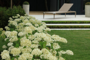 Limelight Hydrangeas in Sundae Garden oxford