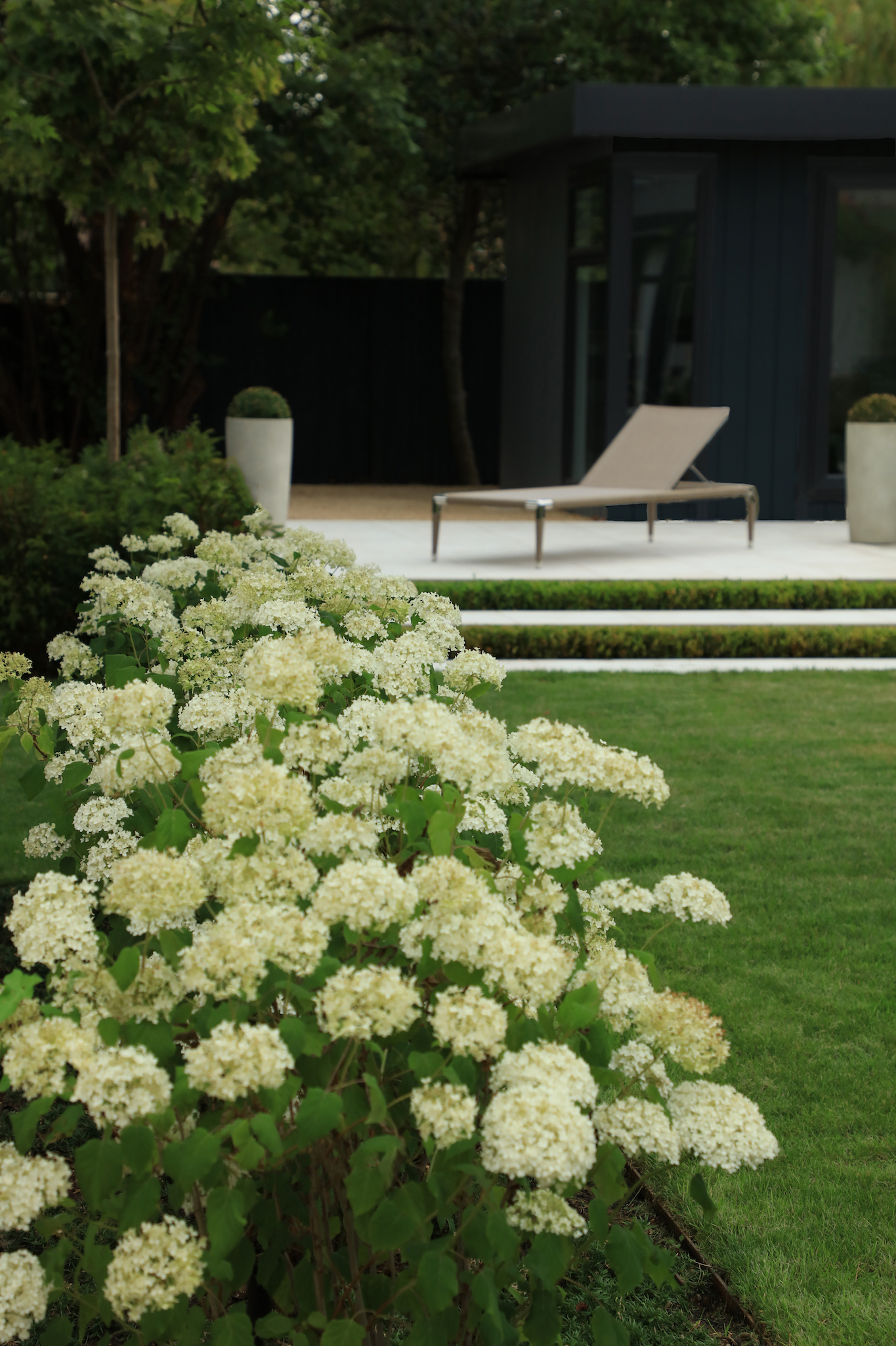 Limelight Hydrangeas in Sundae Garden oxford