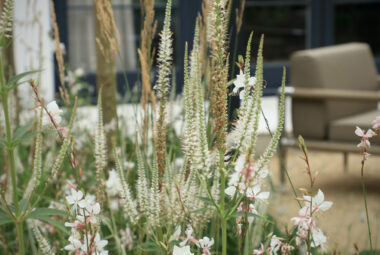 Close up shot of Karl Foresters, Gaura and veronicastrum in multi-seasonal border