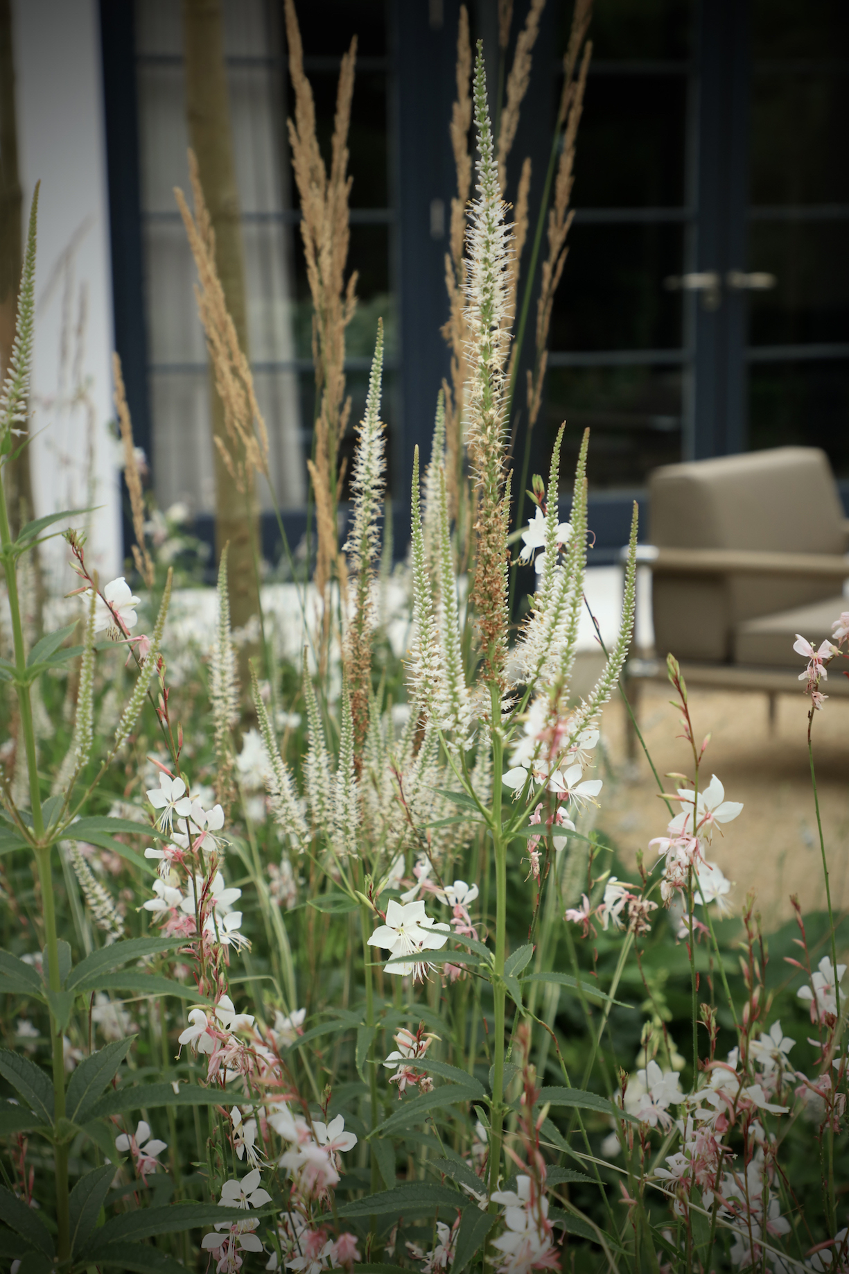 Close up shot of Karl Foresters, Gaura and veronicastrum in multi-seasonal border