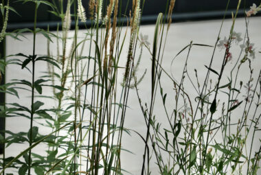 Architectural planting of Karl foresters and Veronicastrum