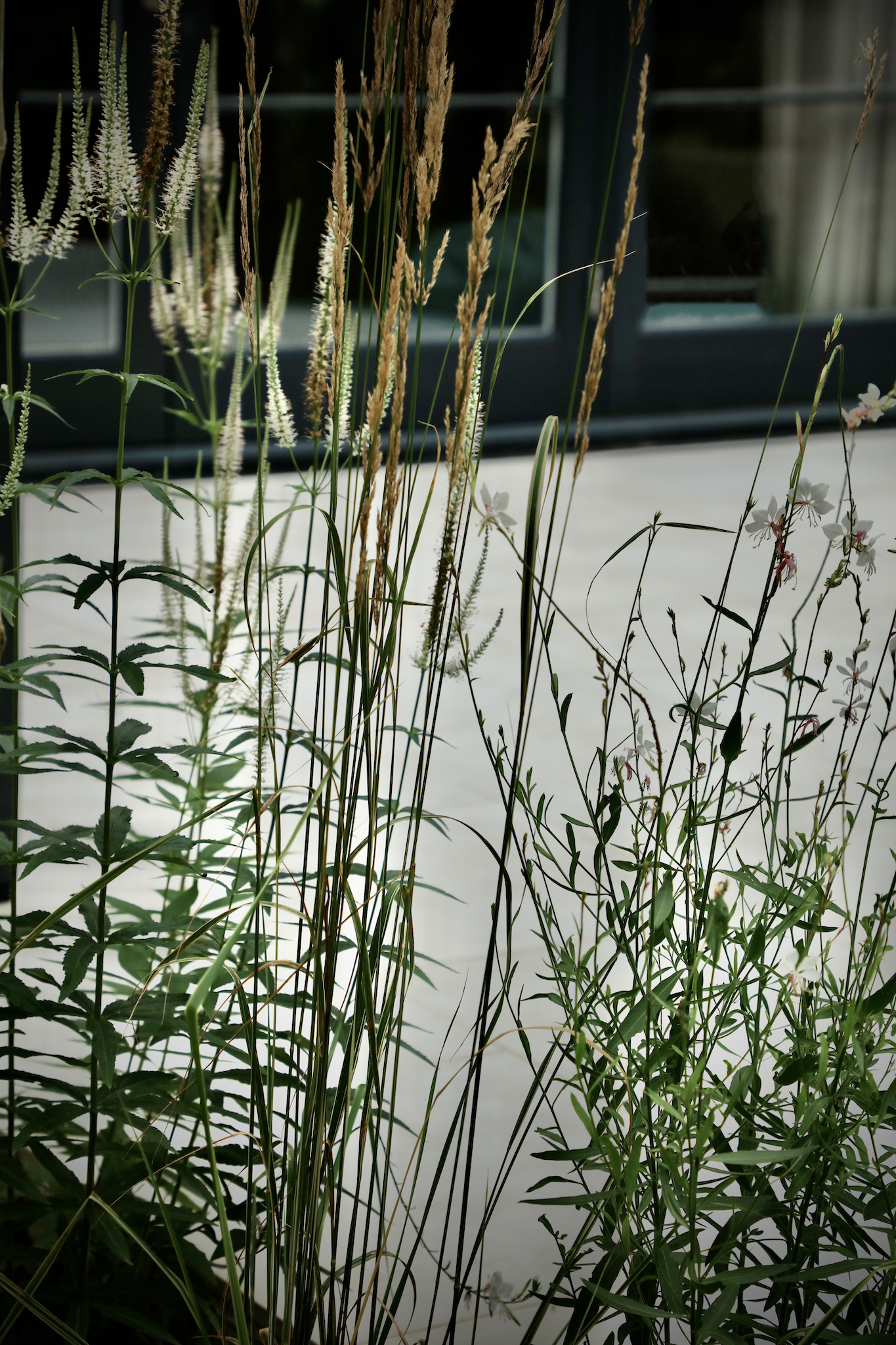Architectural planting of Karl foresters and Veronicastrum
