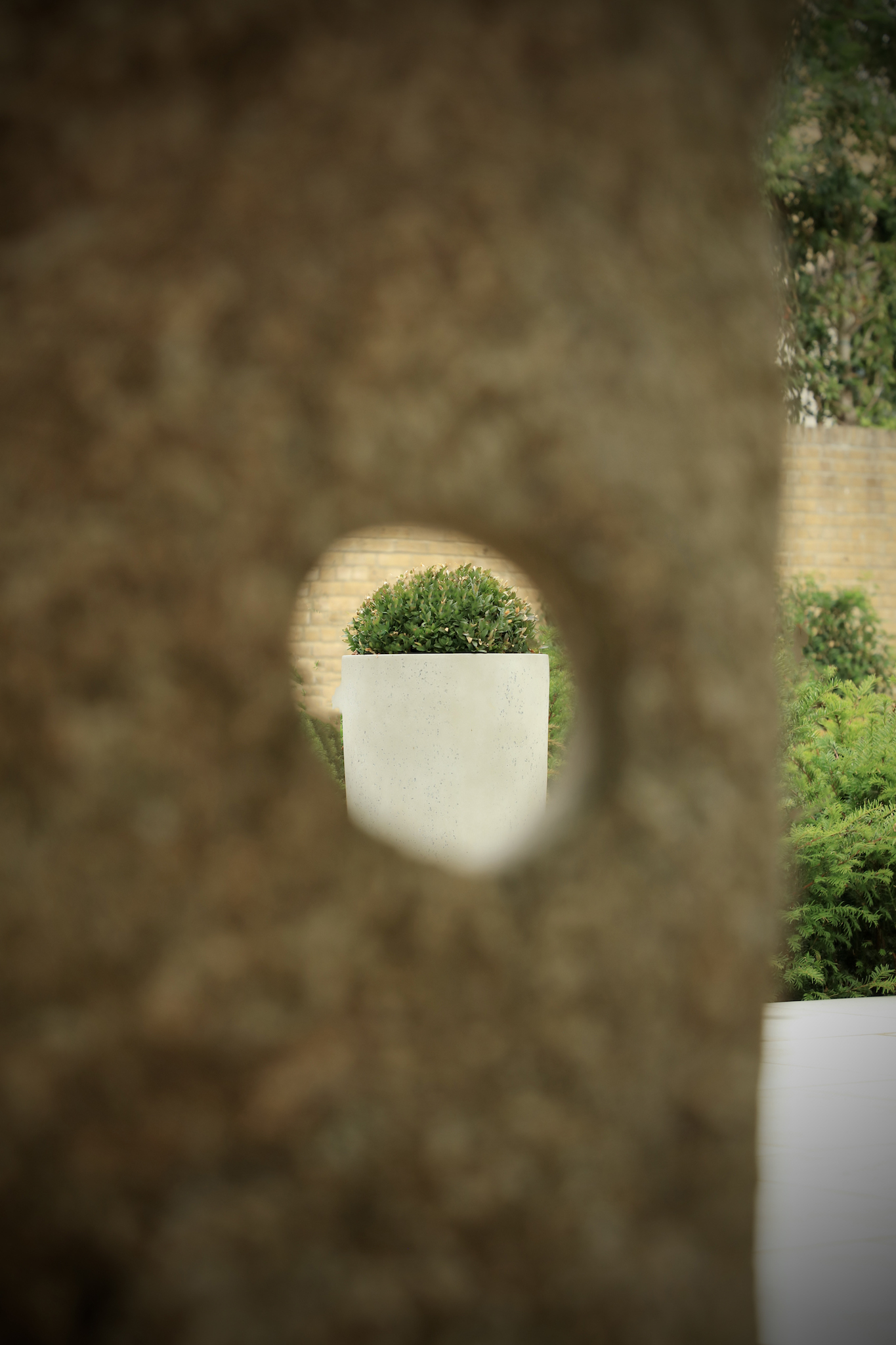 Buxus spheres in long tom tall cream planters