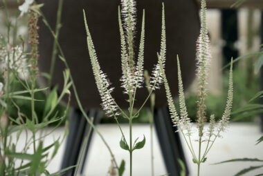 White veronicastrum