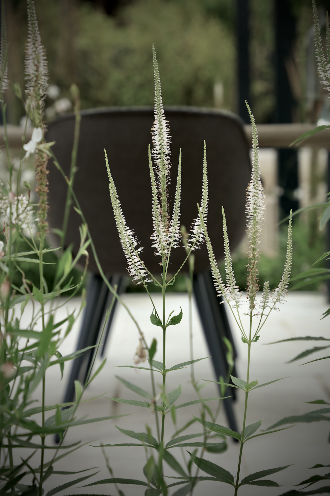 White veronicastrum