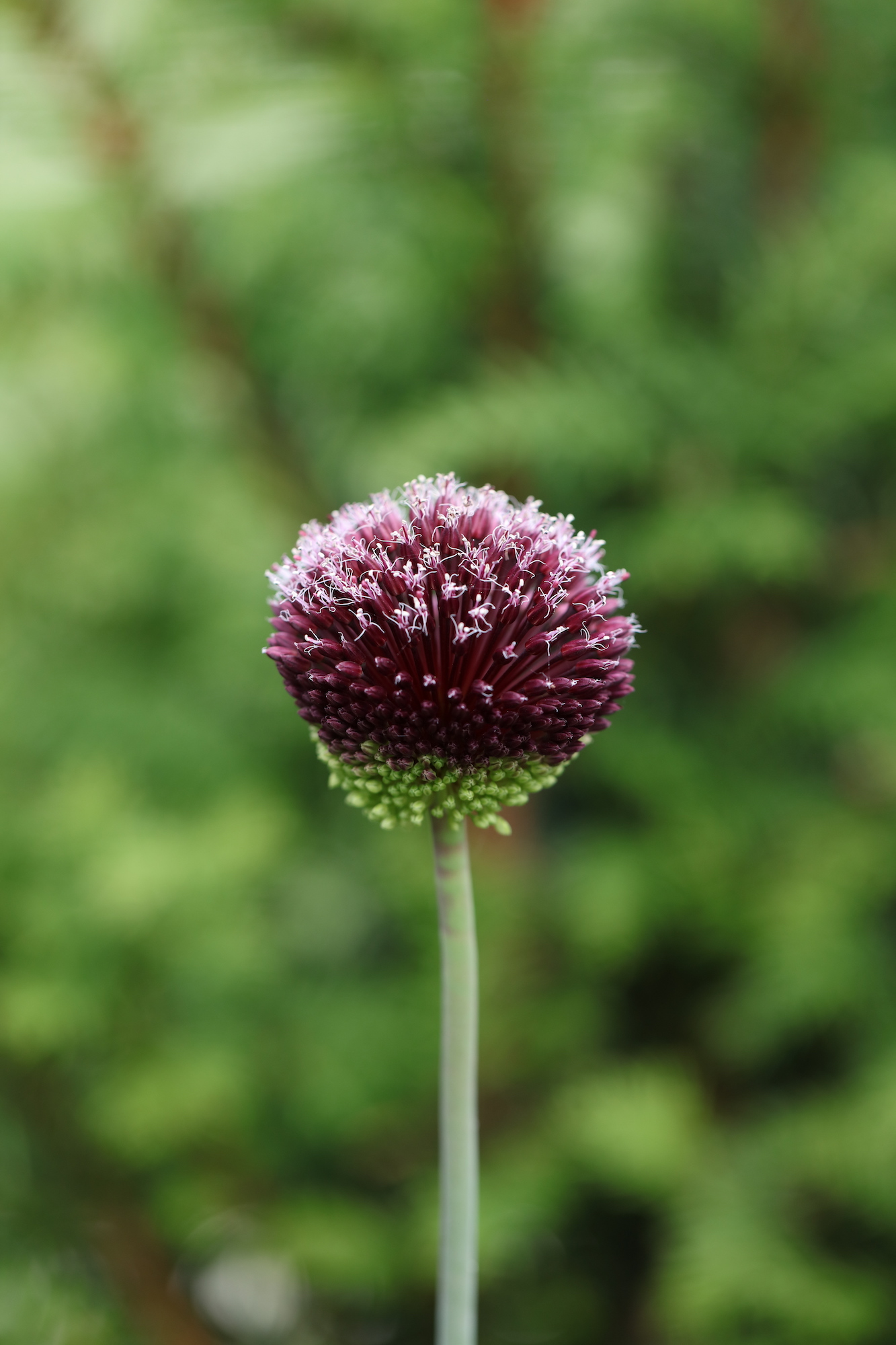 Purple allium about to pop