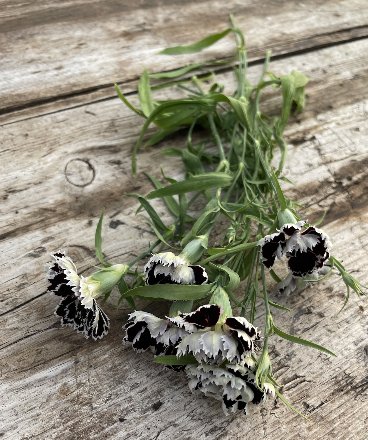 black and white sweet william on wooden table in garden 