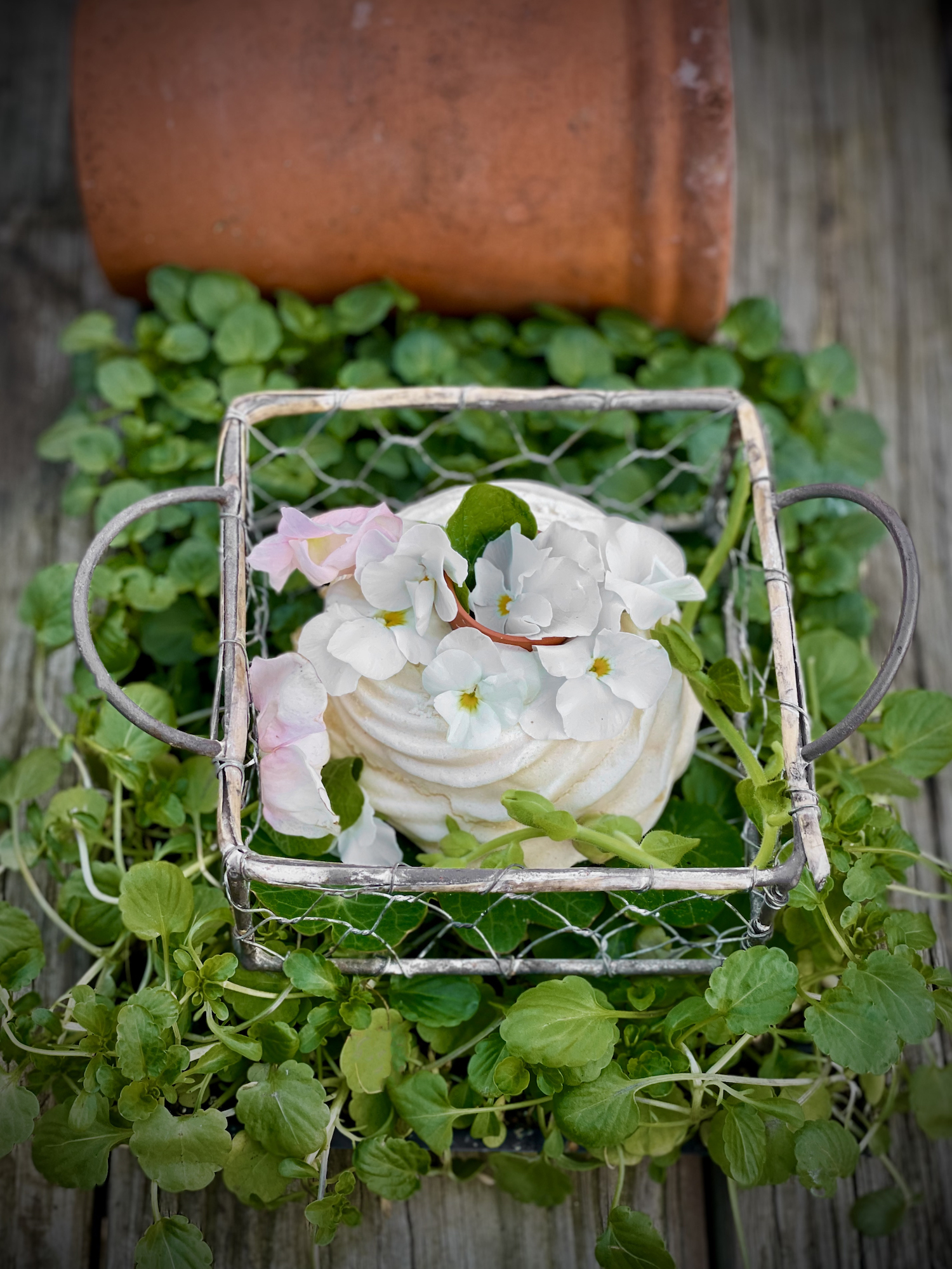 White violas on fancy french cake