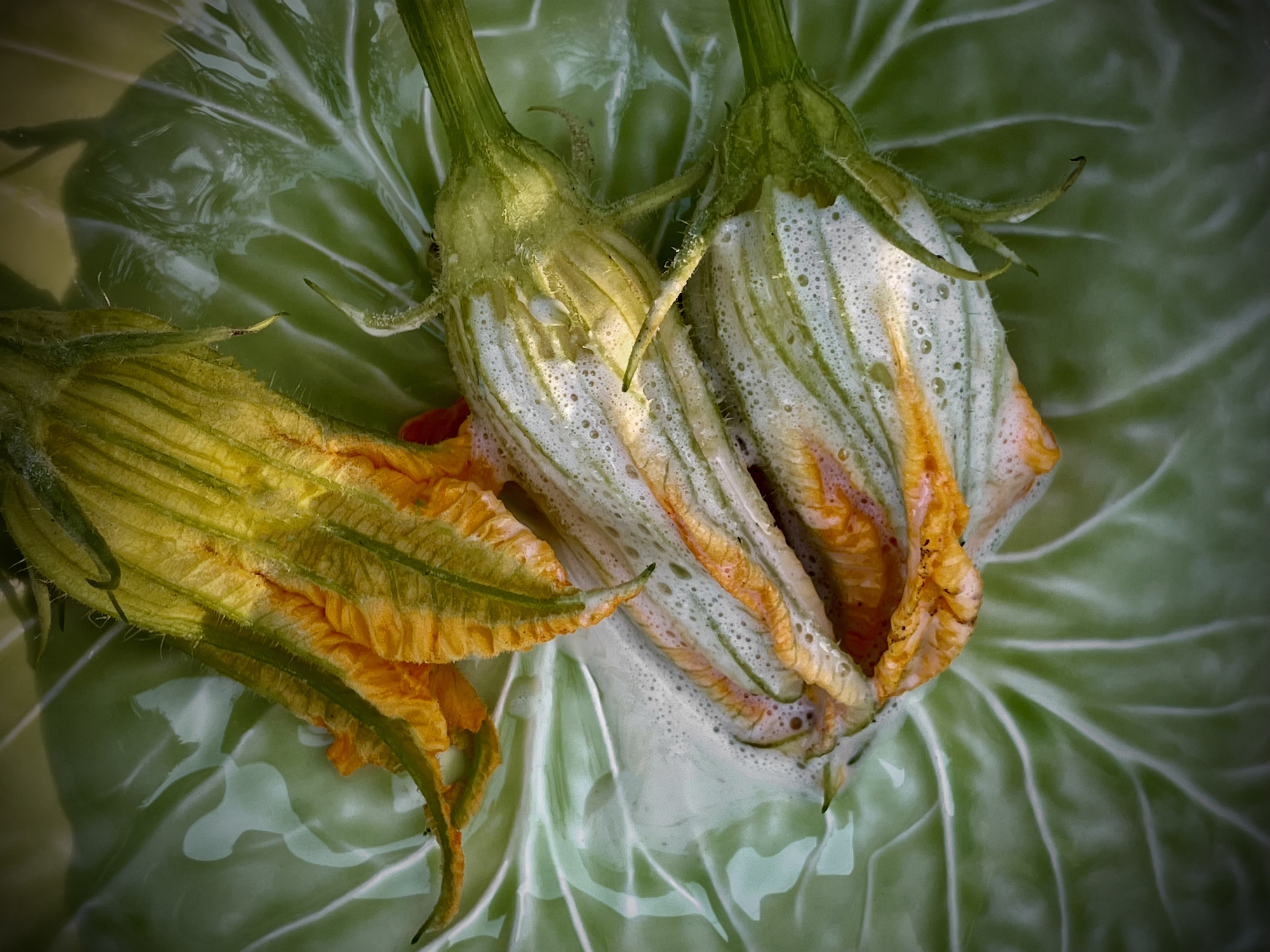 Courgette flowers with batter