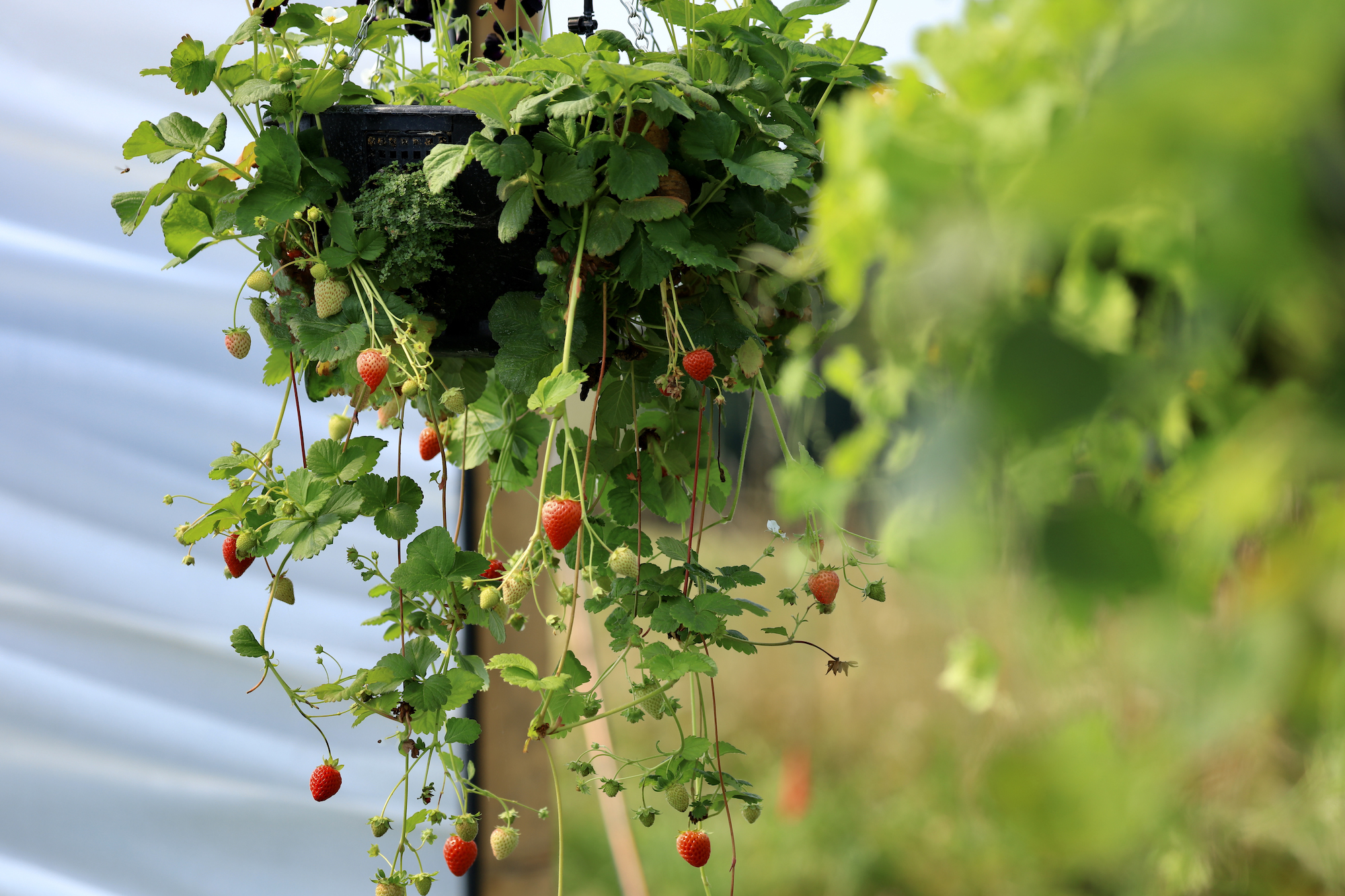 Hanging strawberry planter filled with red strawberries from by HC gardens in cotswold garden