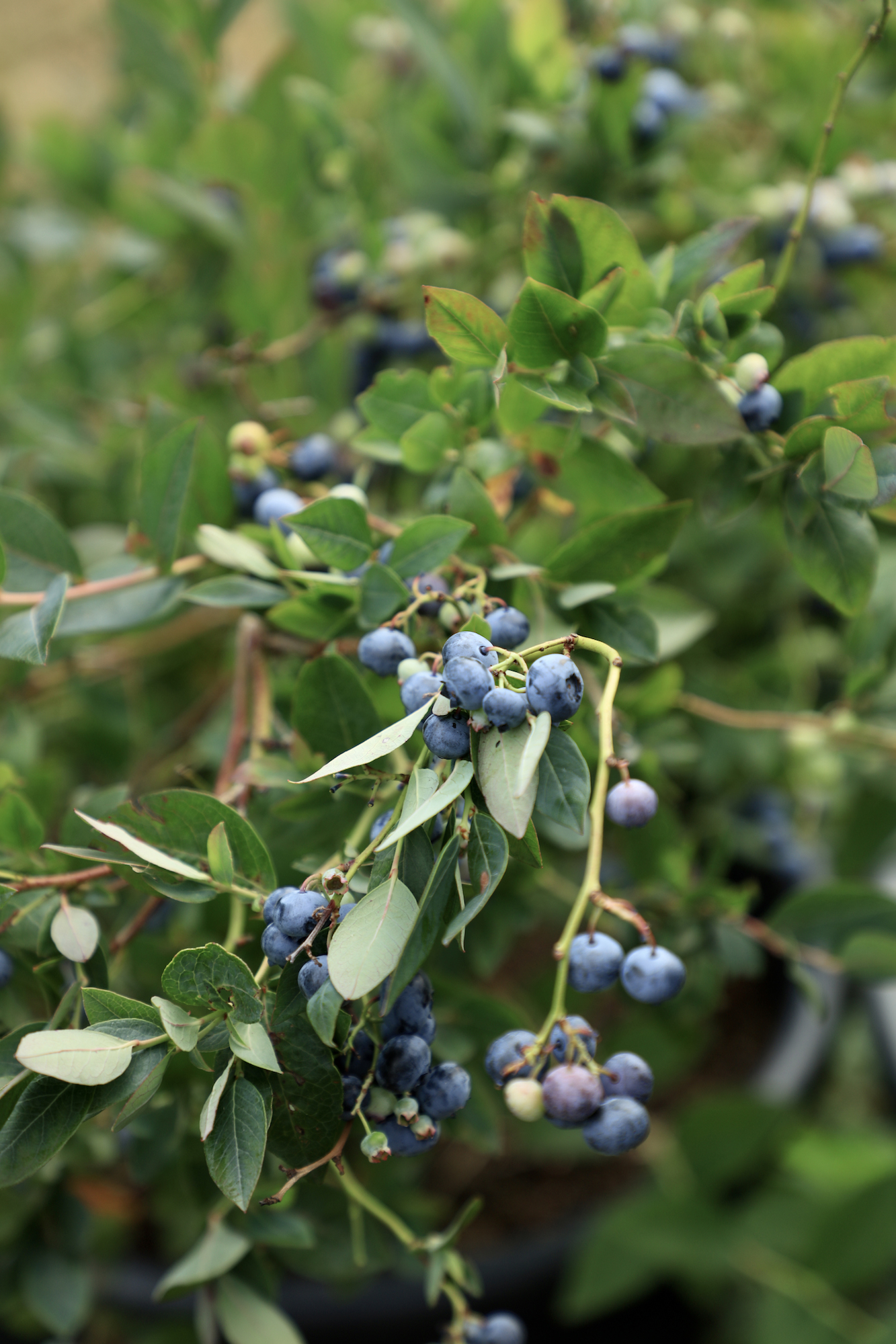 Blueberry plant with fruit on grown by Hc Gardens in productive garden at Rolling hound 