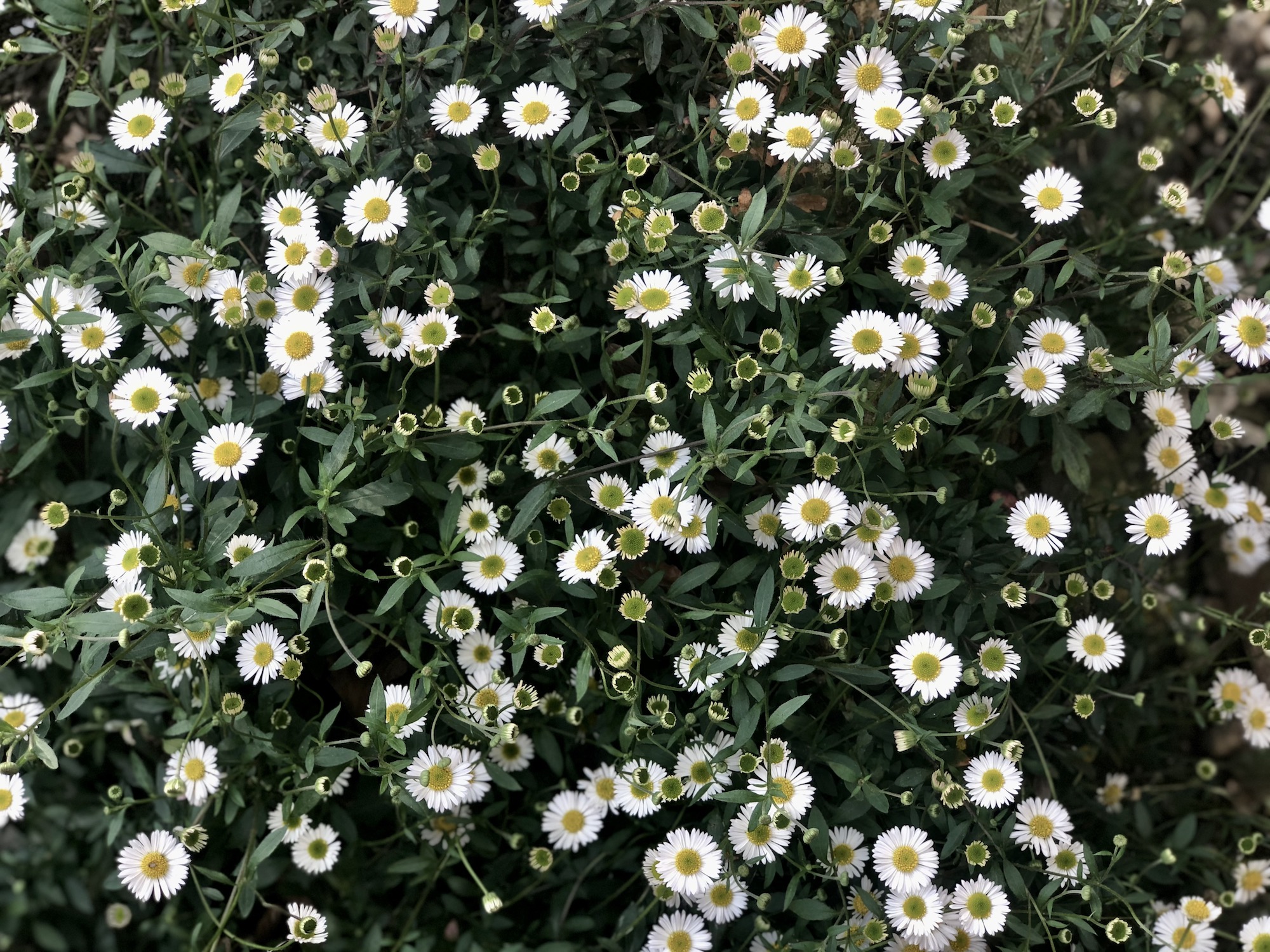 Erigeron profusion on mass