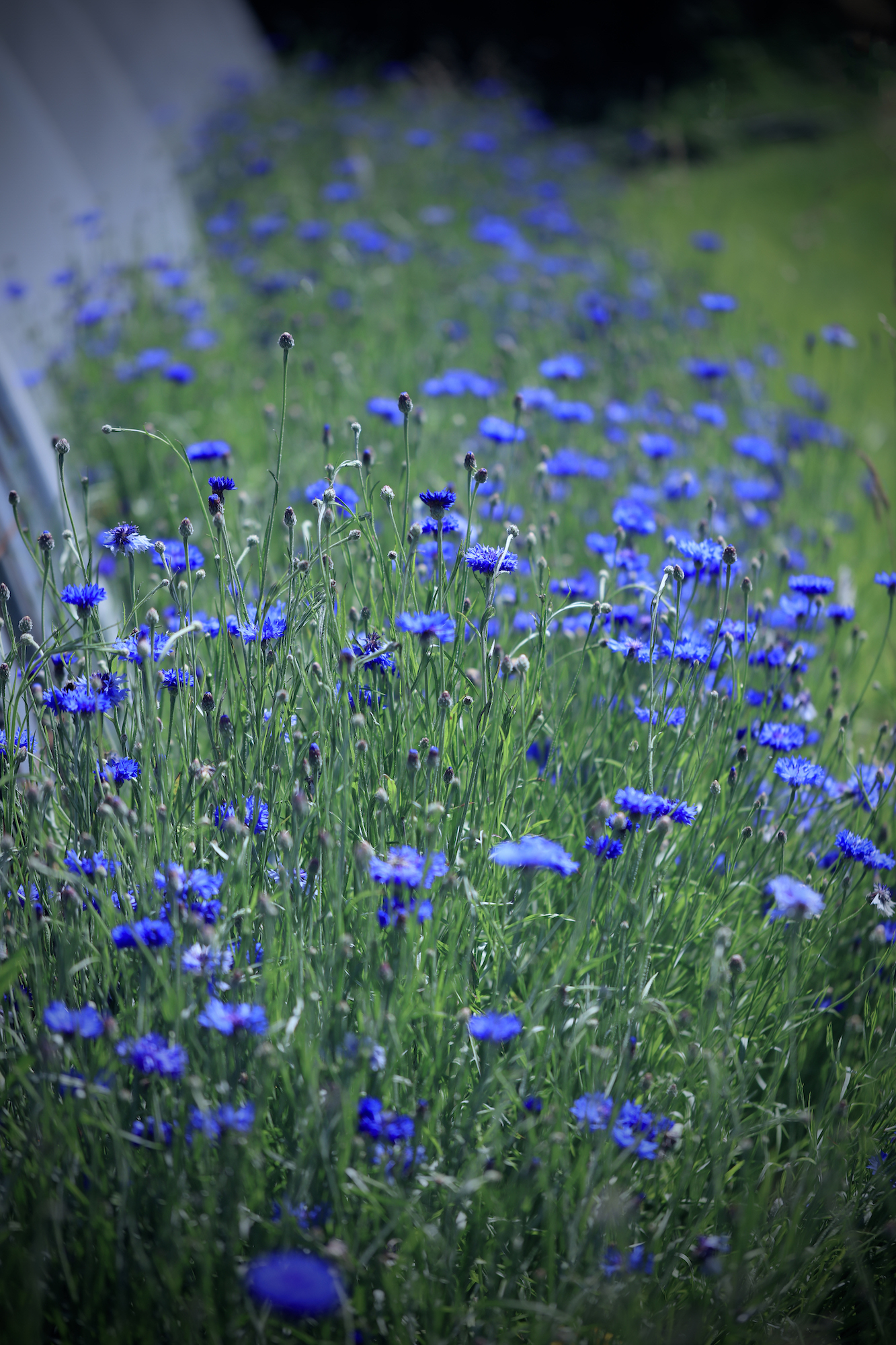 Hundreds of blue cornflowers growing on mass on productive garden polytunnel