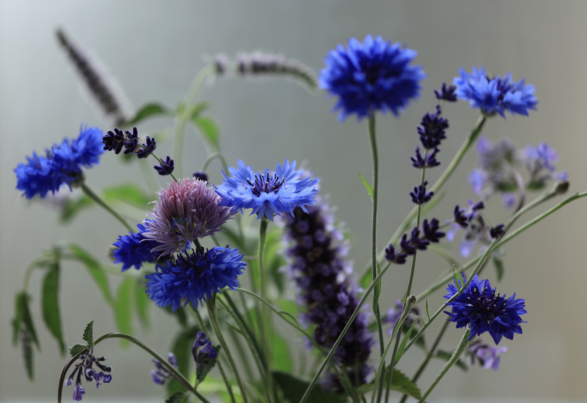 edible cut flowers on window sill in oxfordshire kitchen