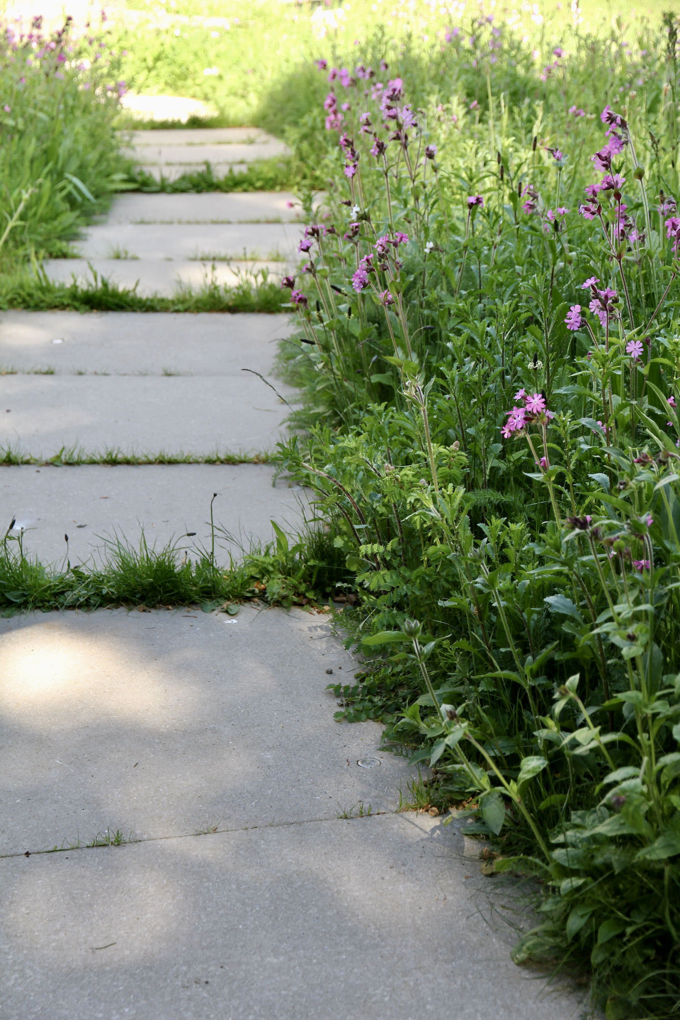 Foliage growing in the crack of a path way