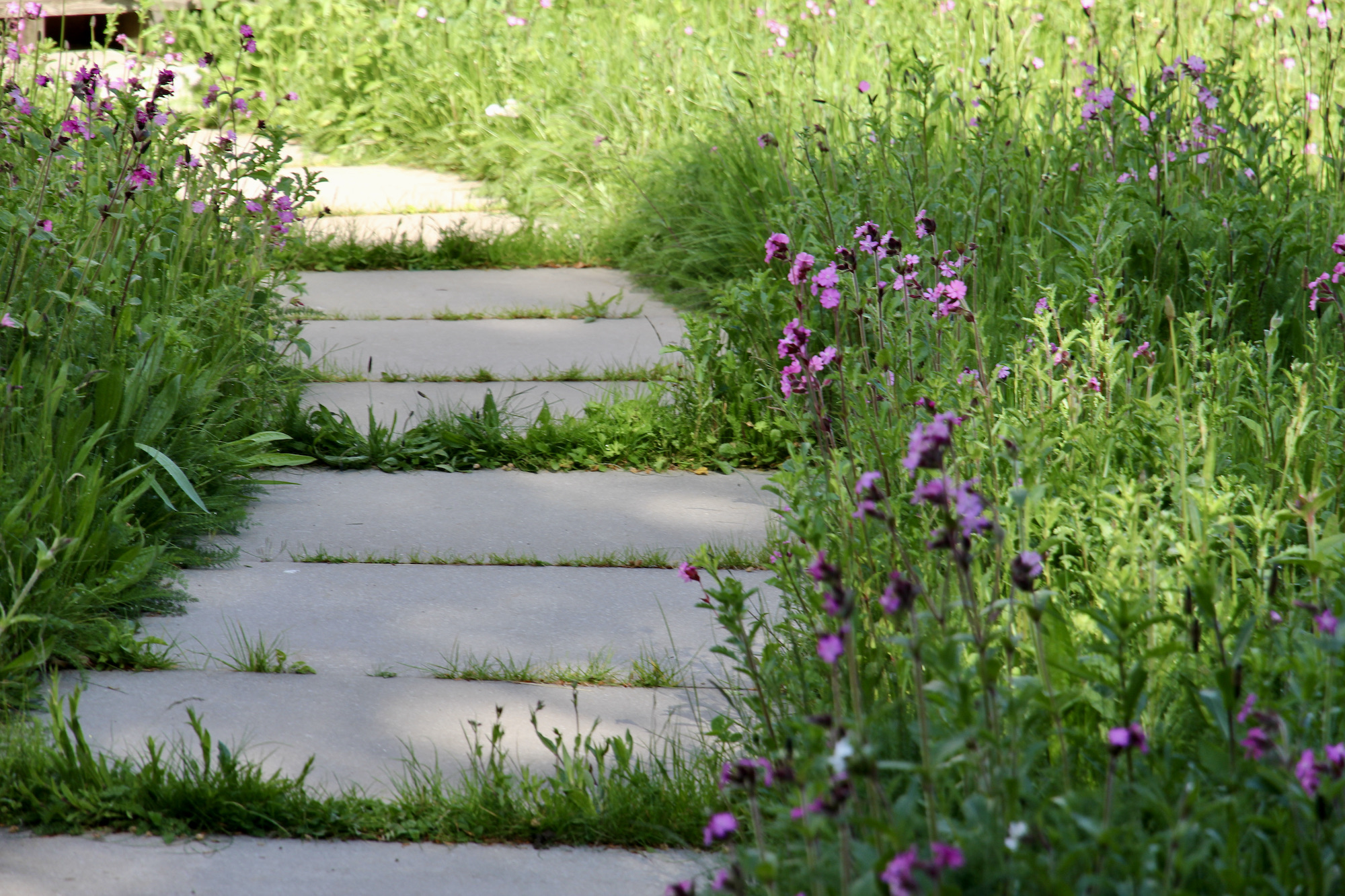 Meadow walk with greenery in the cracks of a path