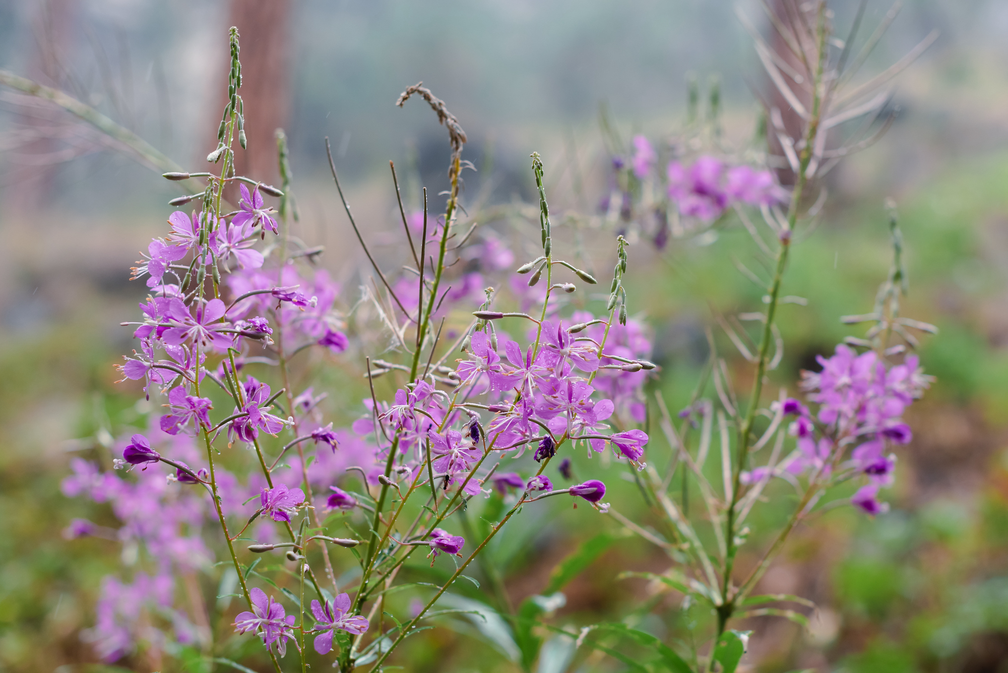 fireweed growing in productive garden