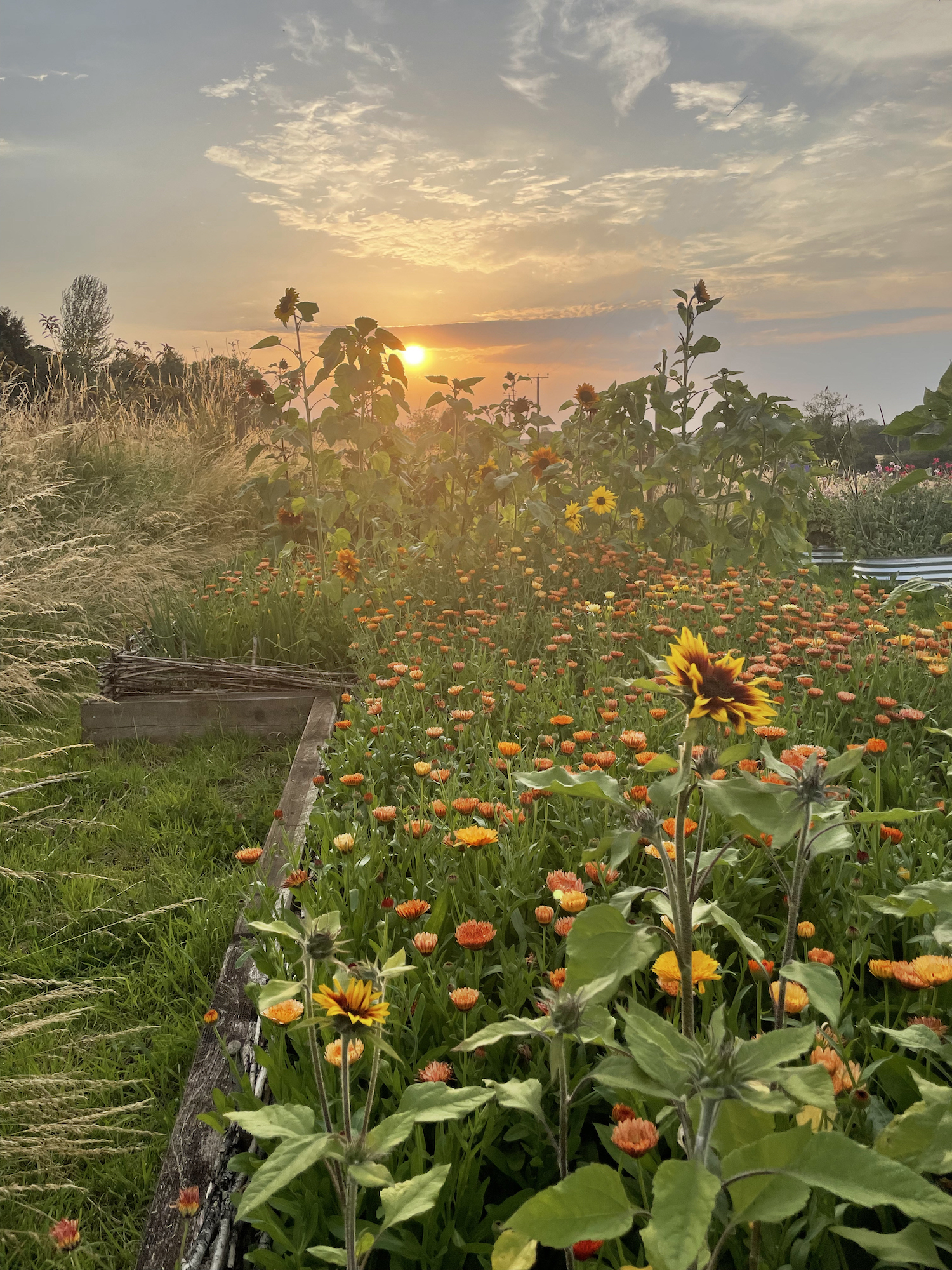 Sea of tagetes, sunflower growing in productive garden beneath warm sunset 