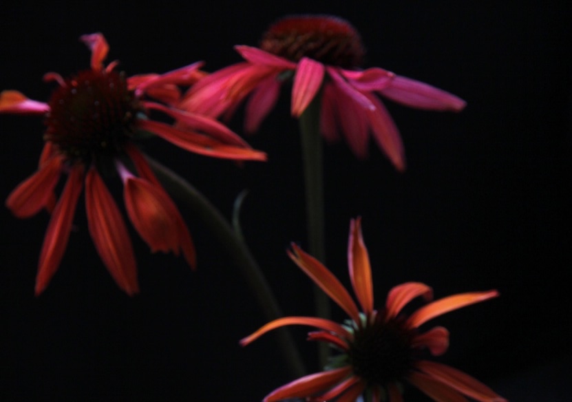 Orange and pink echinacea 