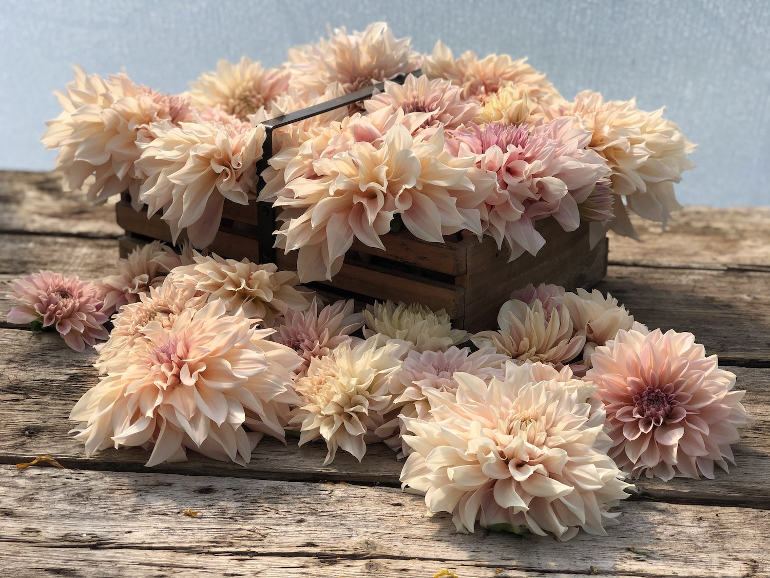Masses of cafe au lait dahlias in wooden box homegrown in the cotswolds 