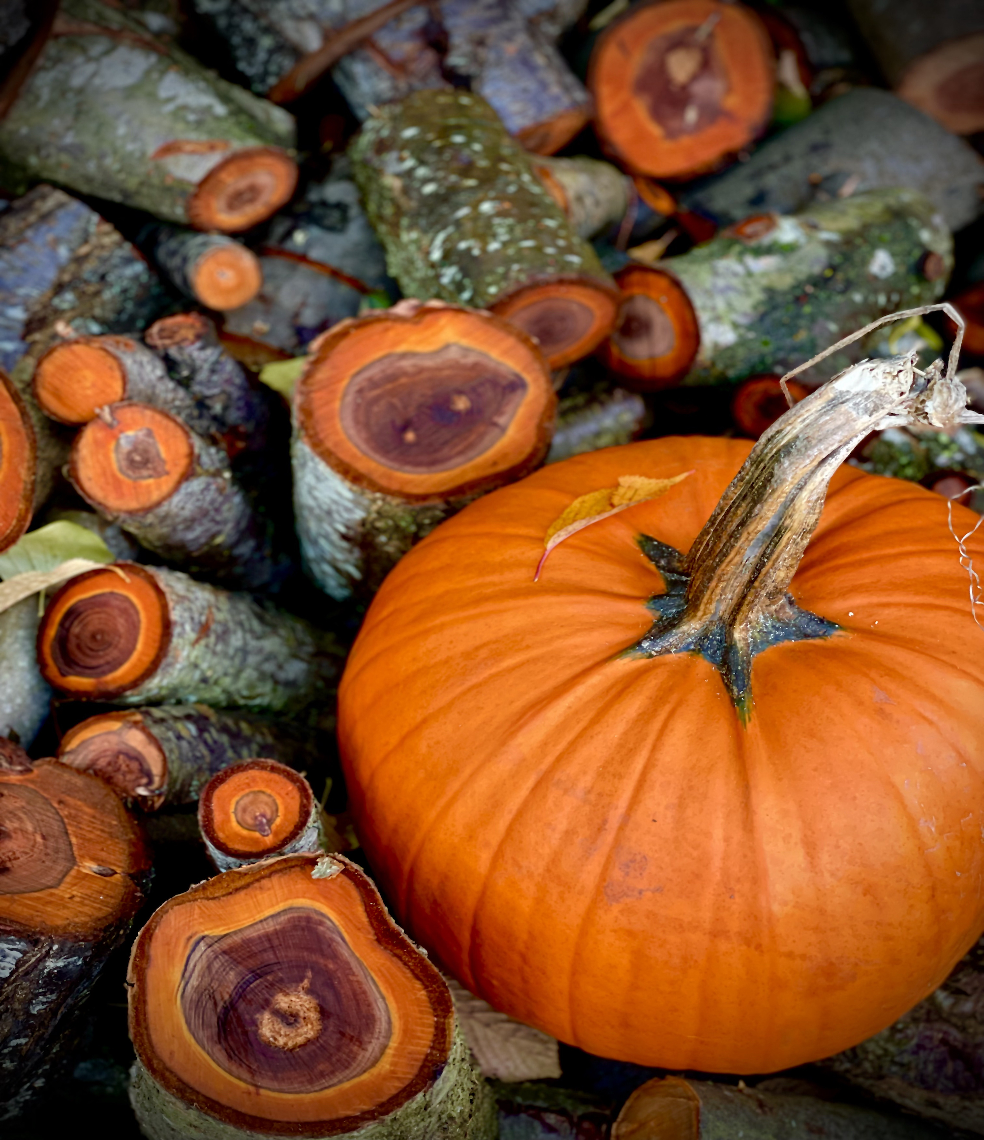 Chopped log rounds and orange pumpkin