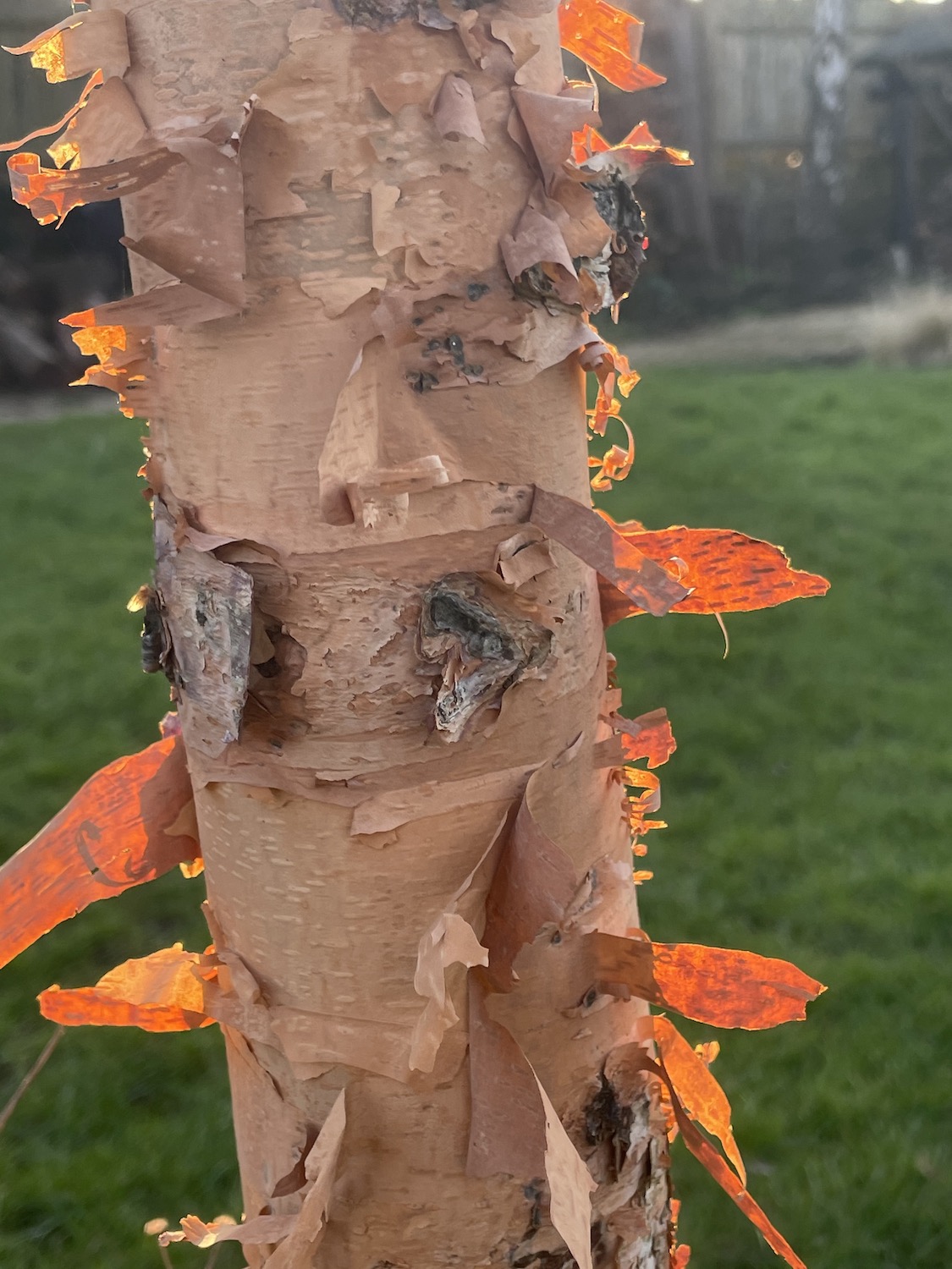 Paper bitch tree with coral trunk