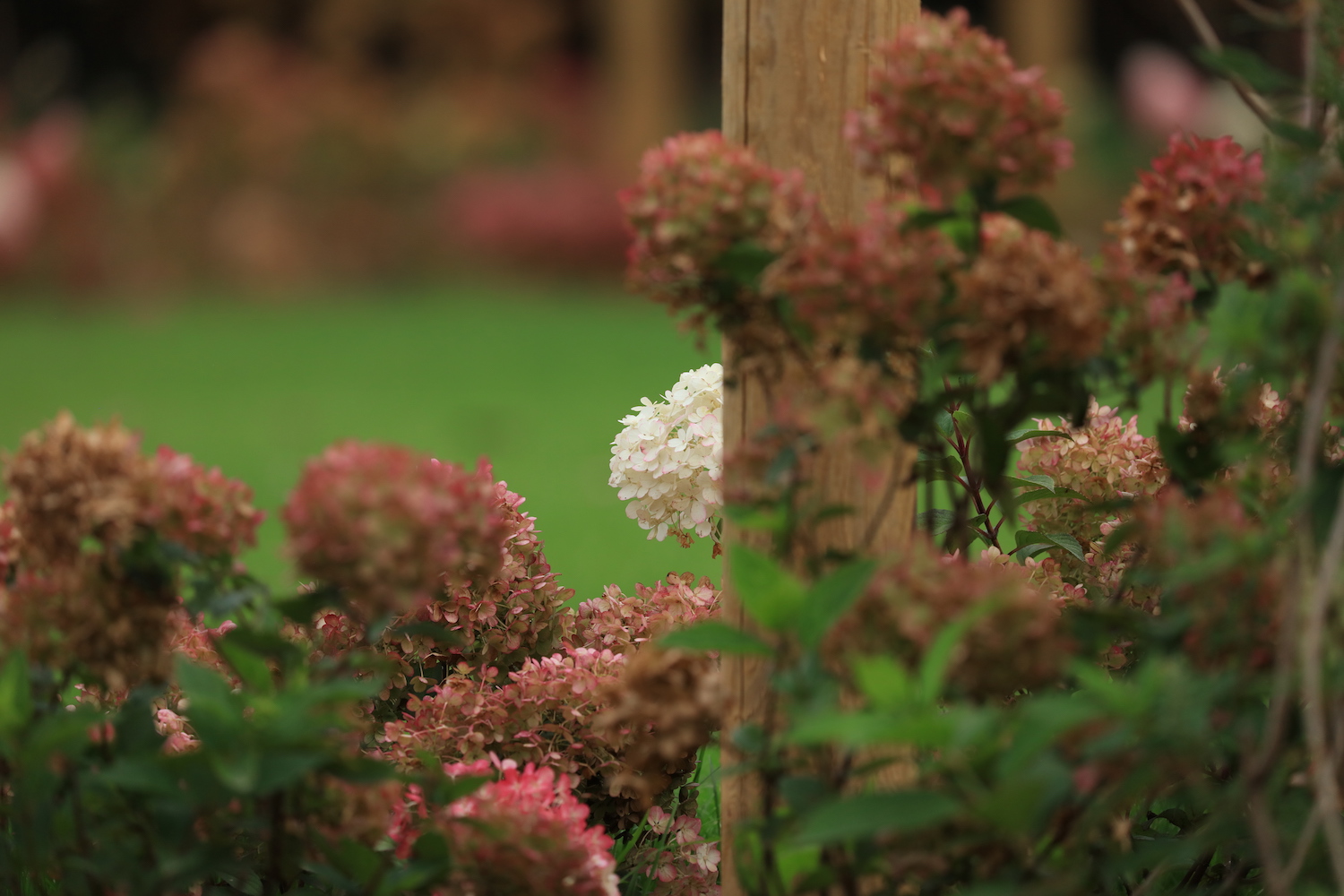 limelight hydrangeas turning pink as we enter