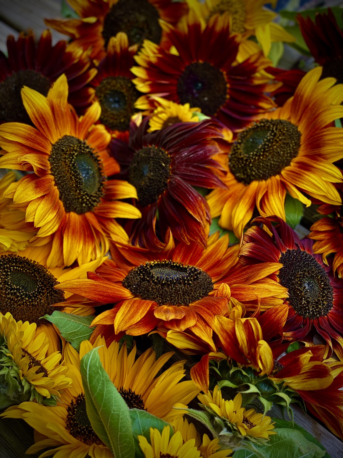 orange and rust shades of homegrown sunflowers 