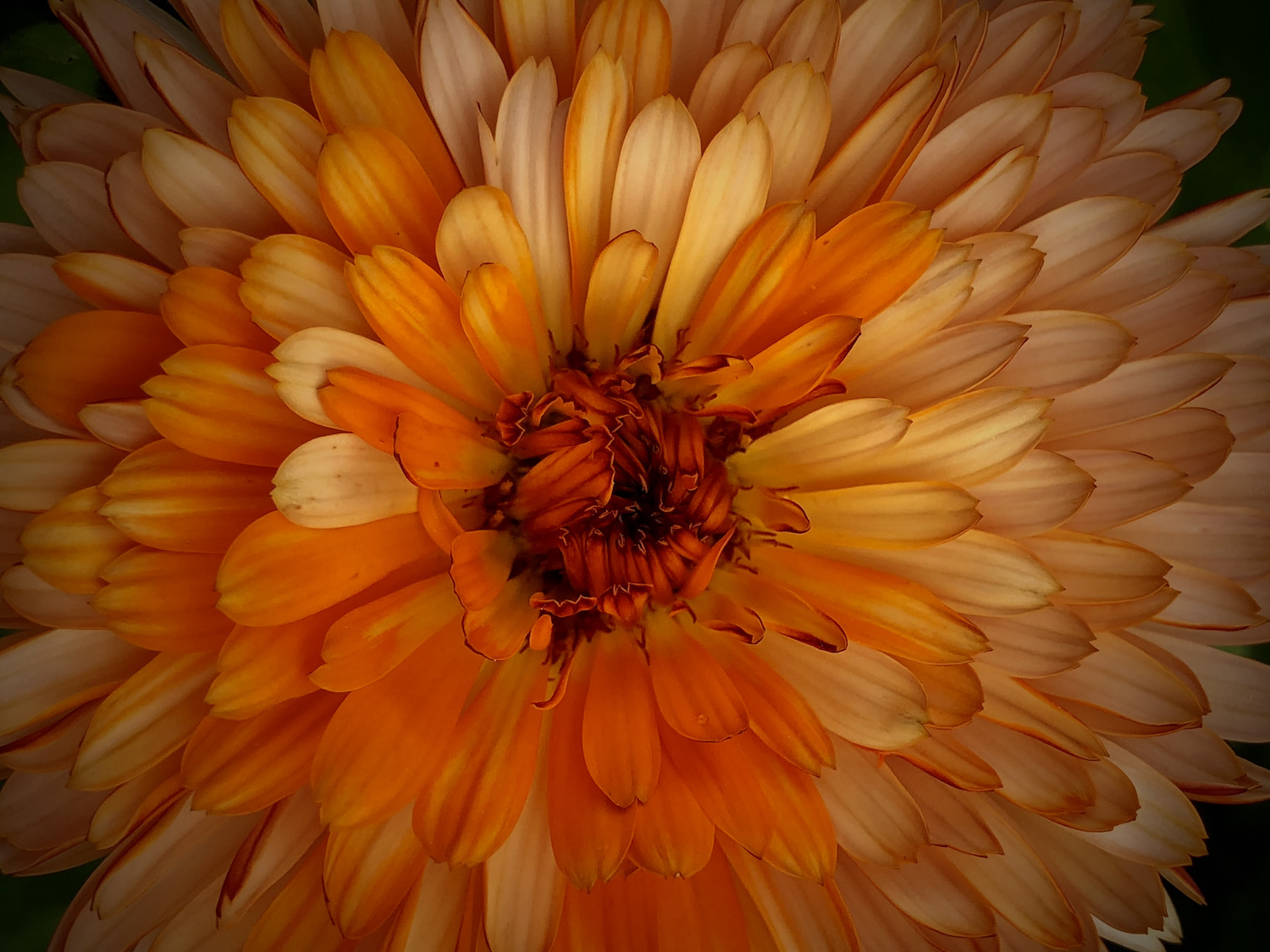 Close up orange calendula 