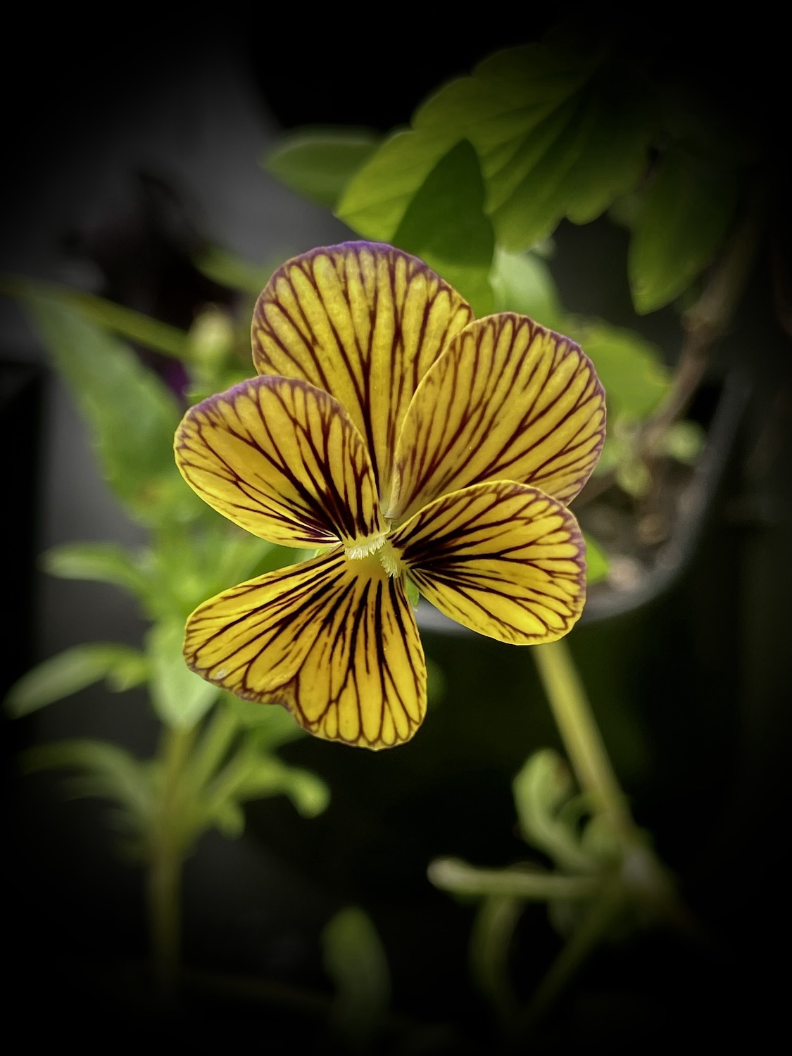 Beautiful striped viola 