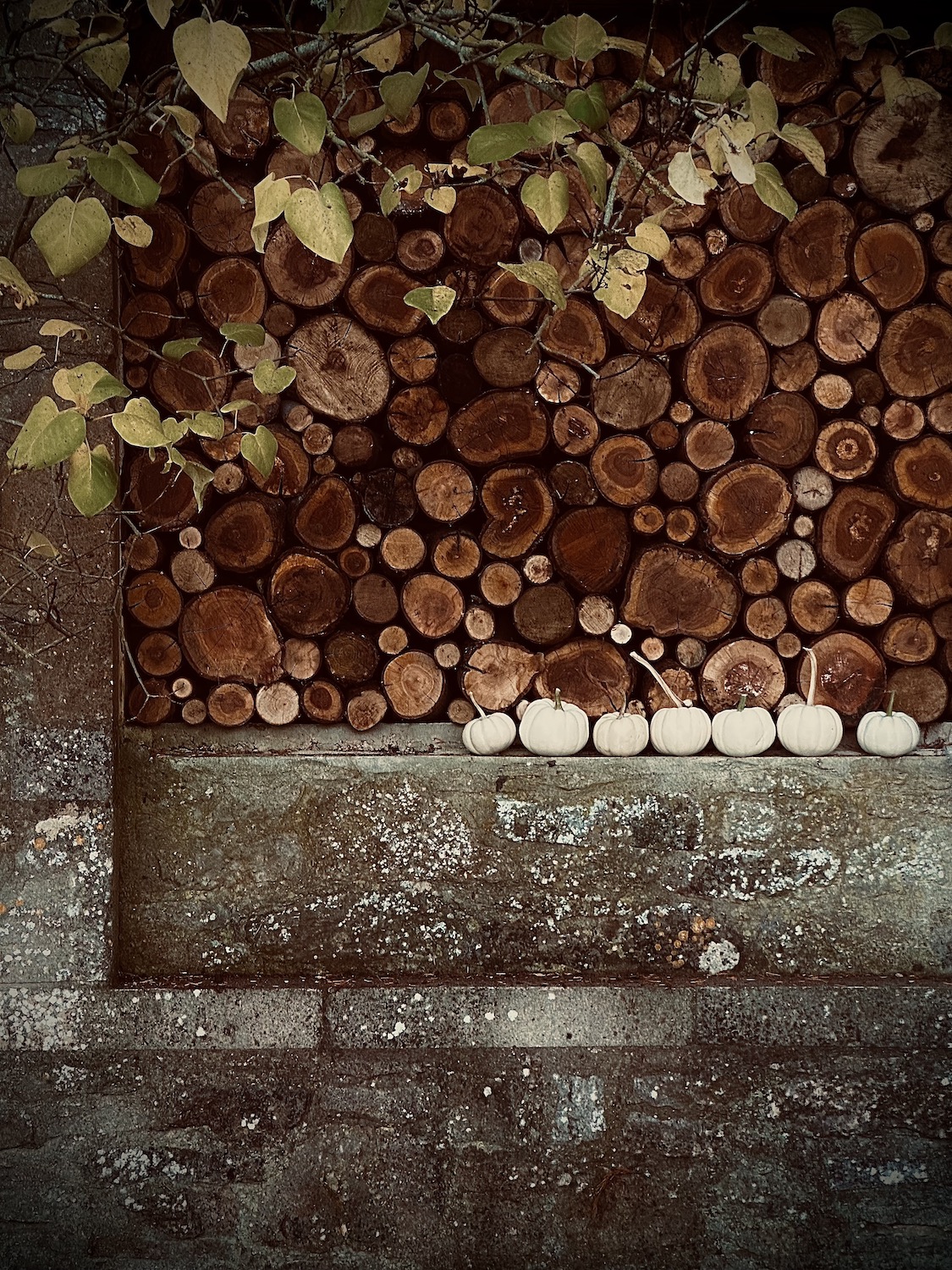 log stack at hendy curzon gardens with white pumpkins