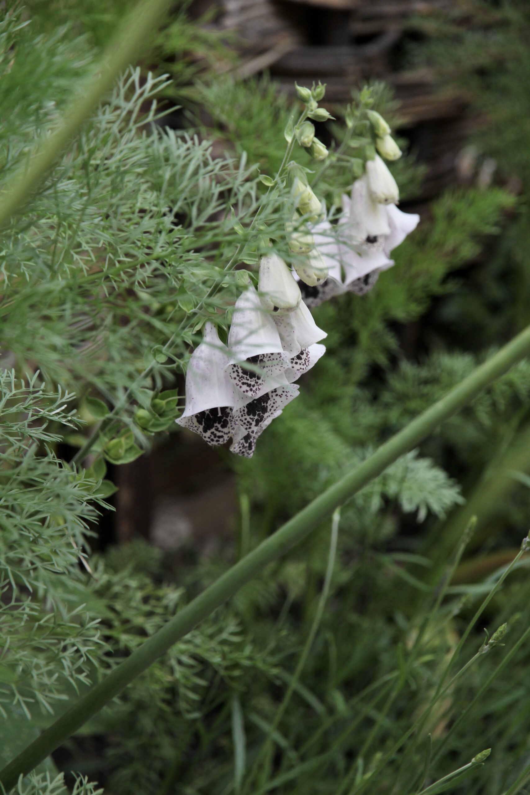 Close up white foxglove with detailed speckles of black