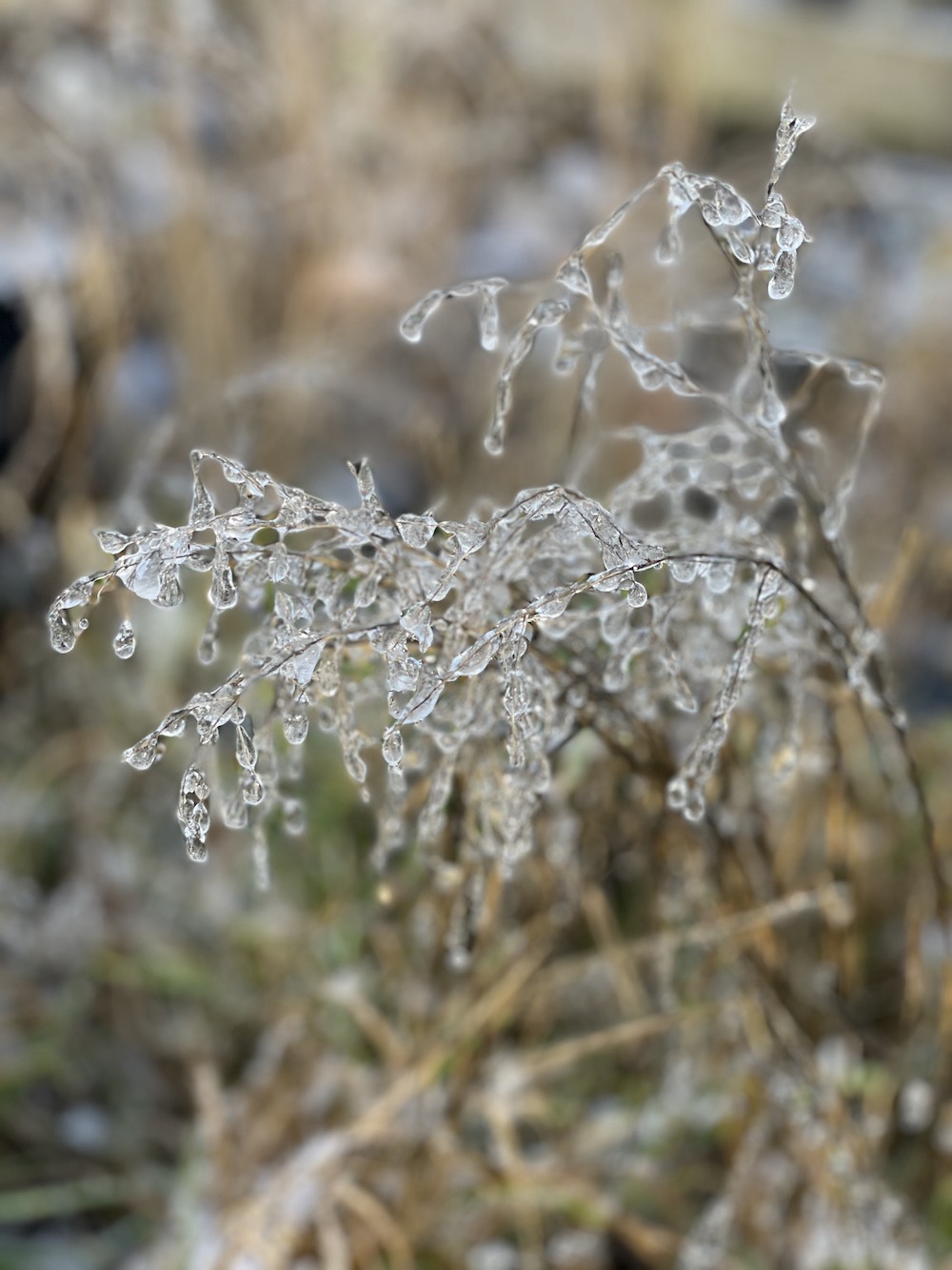 frozen icicles on grass in cotswolds 