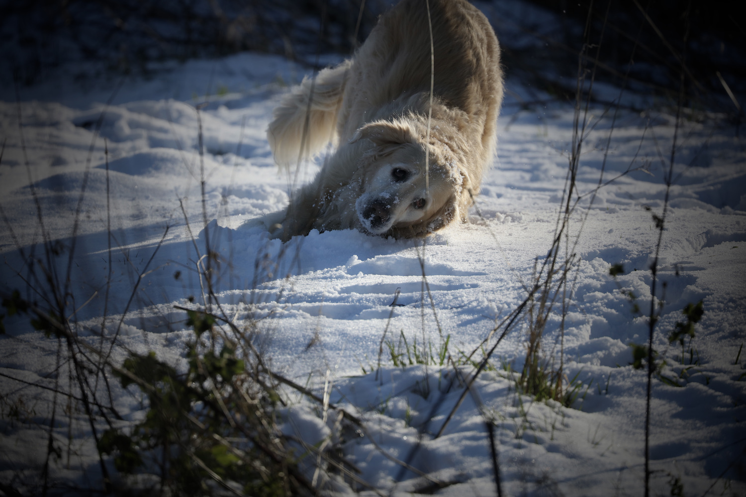 Golden retriever driving into fresh snow on sunny winter morning in the cotswolds