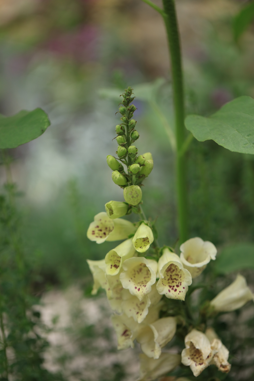 White polk dot foxglove in Spring garden