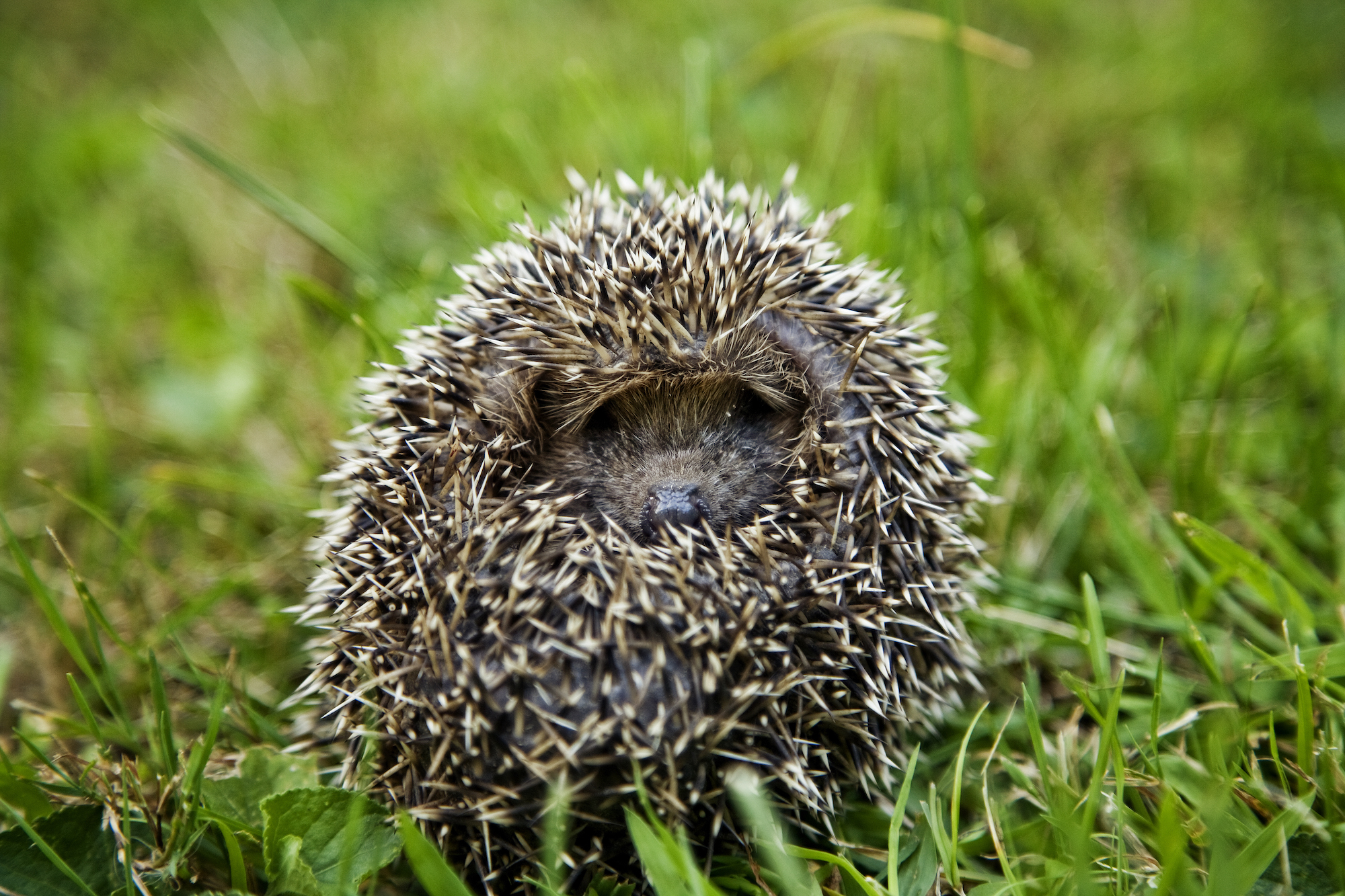 Tiny hedgehog awakening from winter hibernation in fresh green grass
